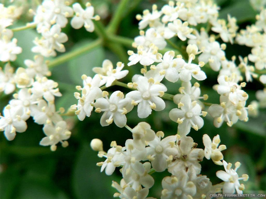 Jasmine Flower Wallpaper Flower Dreams, September 2018