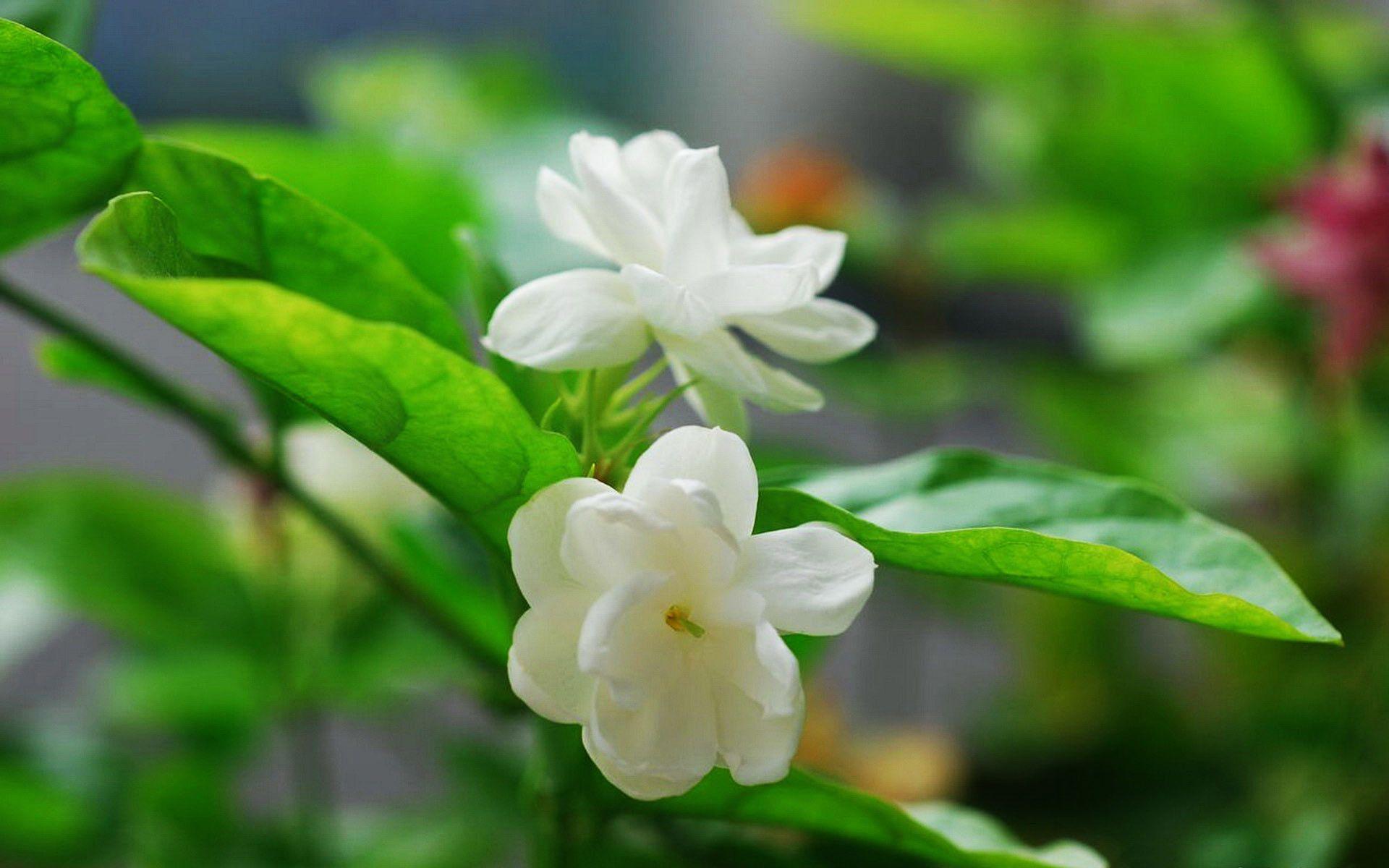 Jasmine Flower Wallpaper