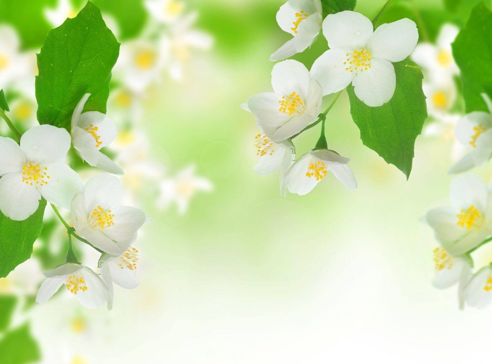 Jasmine Flowers Wallpapers - Wallpaper Cave