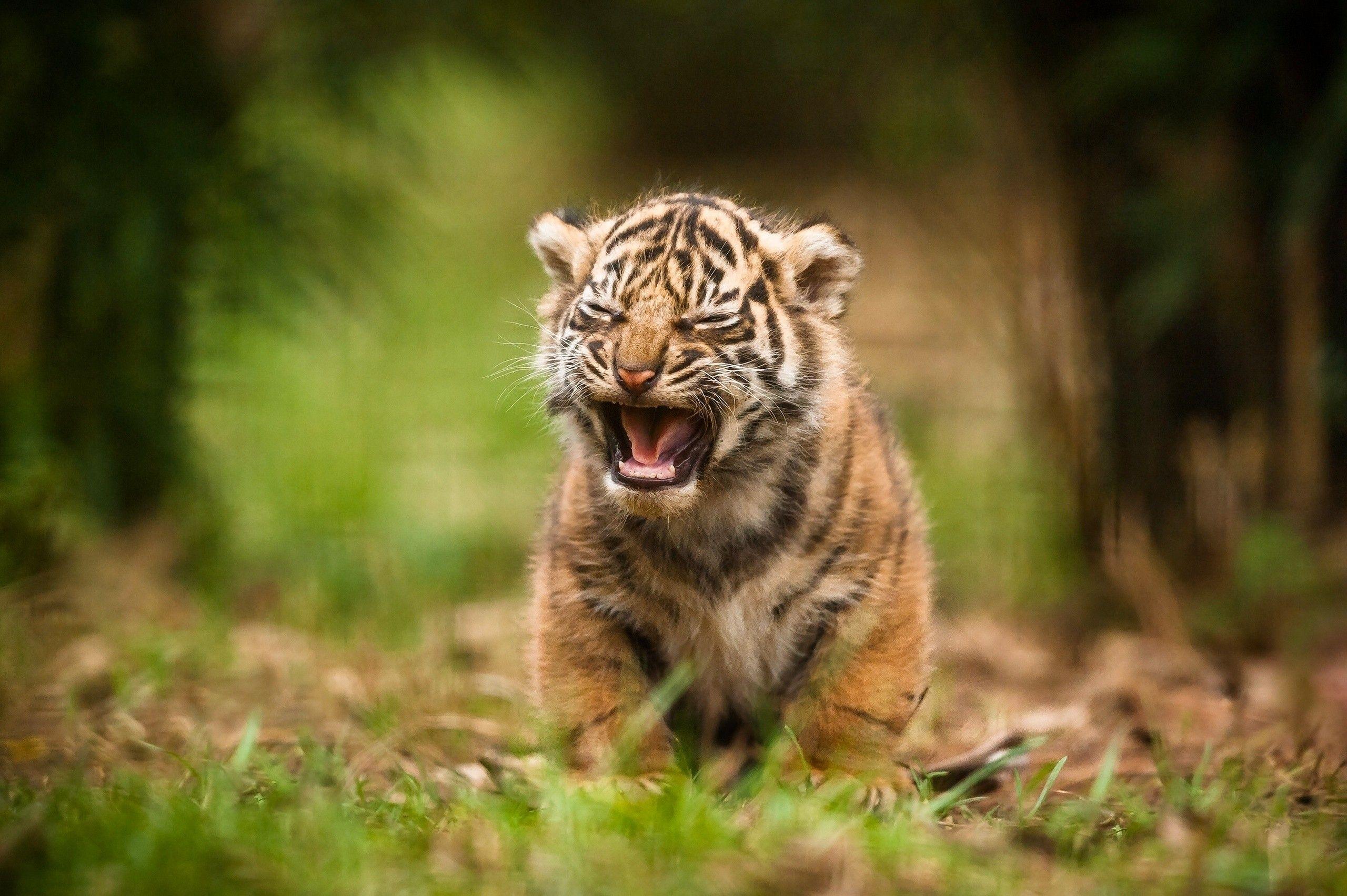 Cute Cub, HD Animals, 4k Wallpaper, Image, Background, Photo