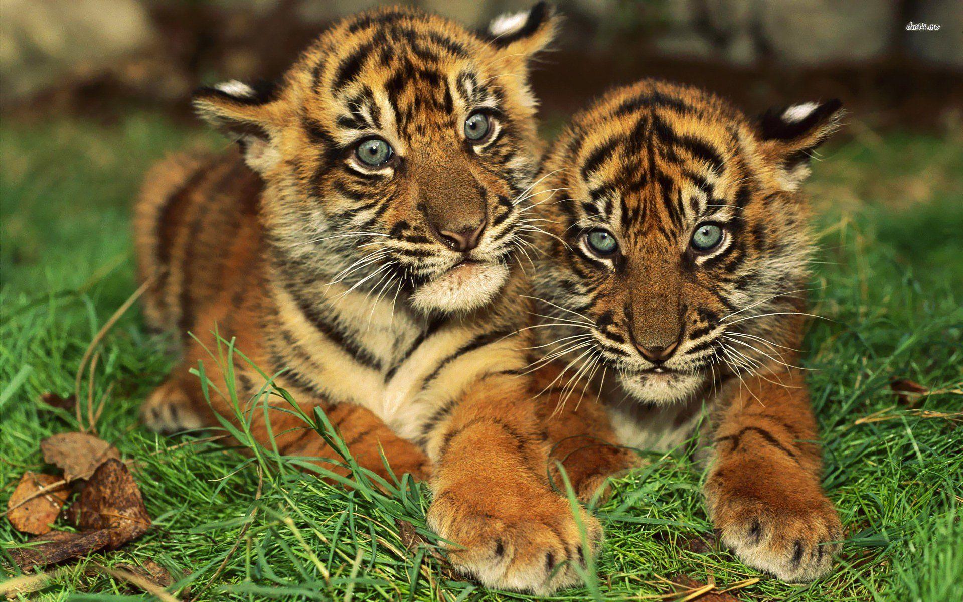 Baby tigers animals colorfulamazing cubs animals picture bengal