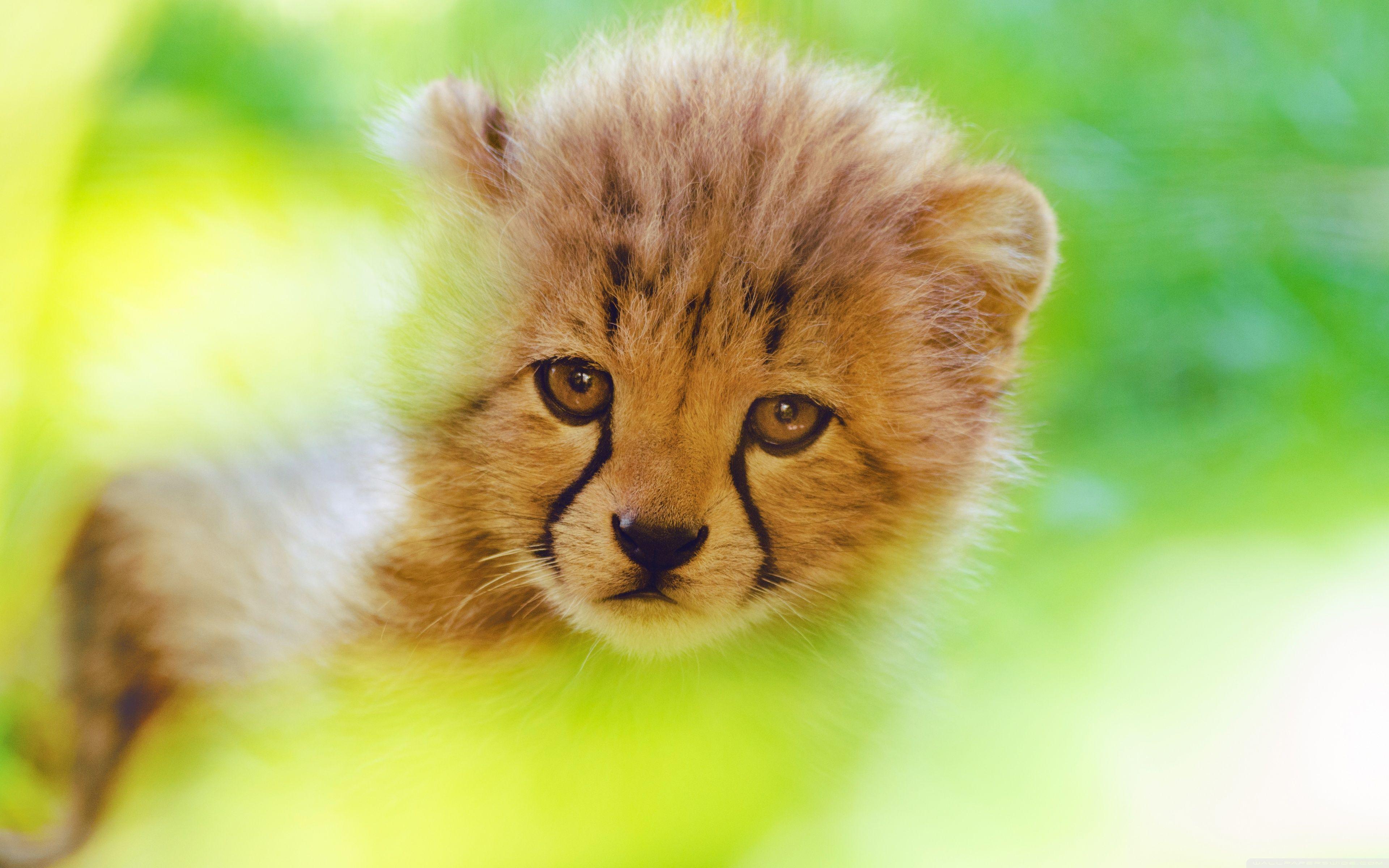Cheetah Cub Face ❤ 4K HD Desktop Wallpaper for 4K Ultra HD TV