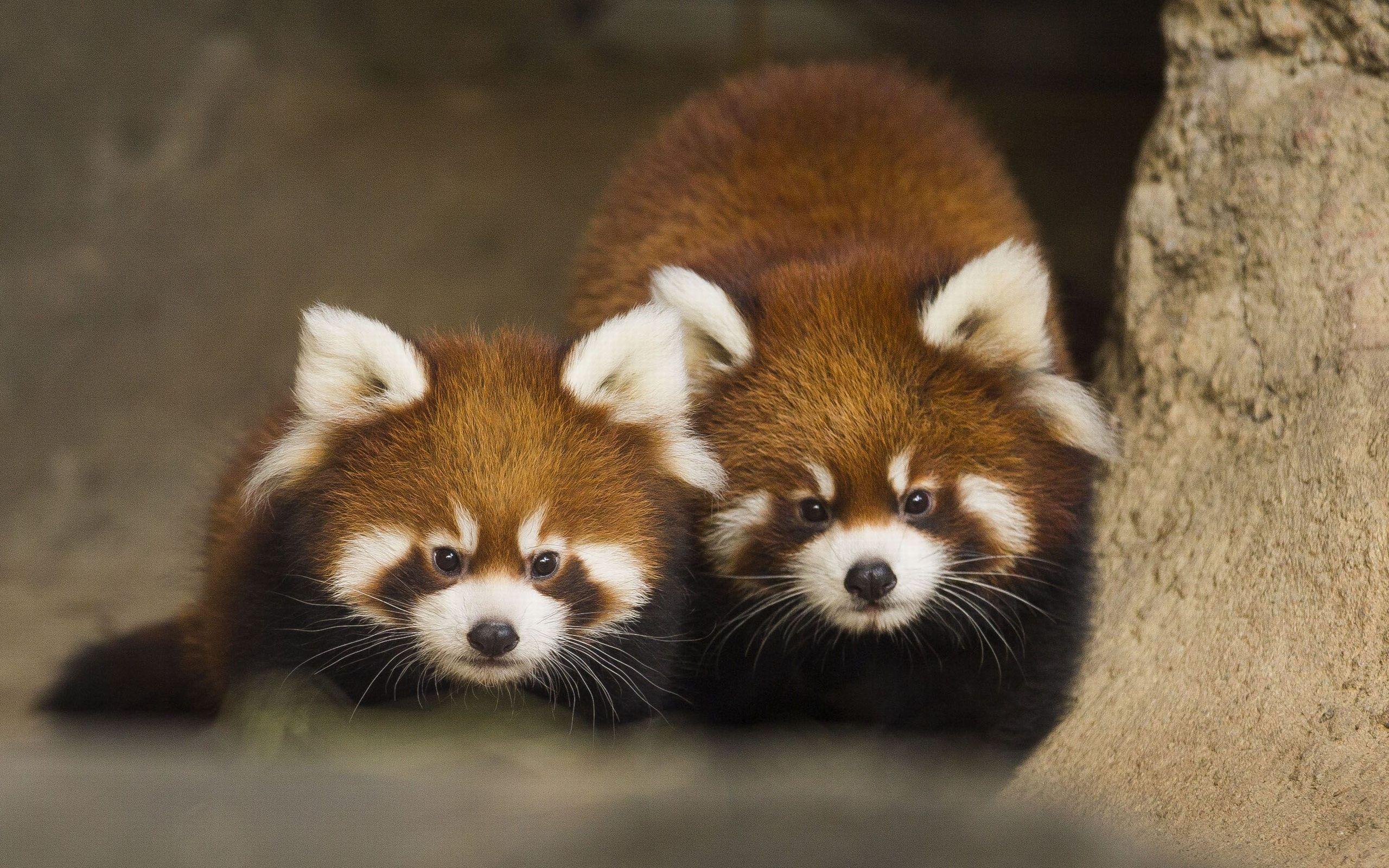 Cute Red Panda Wallpaper HD For Desktop Of Cute Animal. Red Pandas