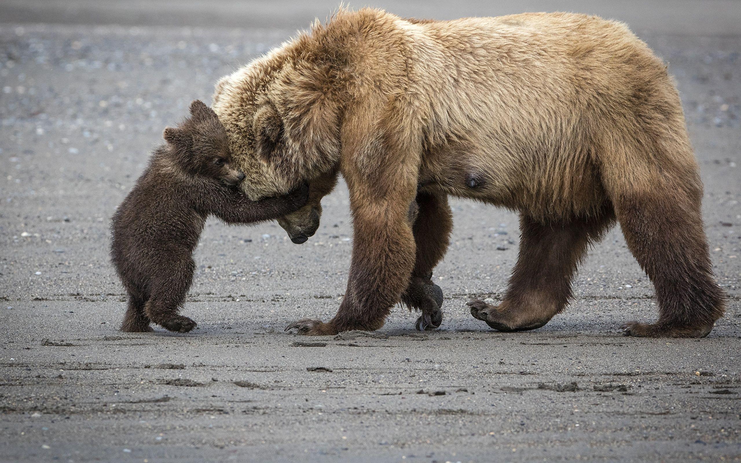 Wallpaper Grizzly Cubs Bears Cute Hug Animals 2560x1600