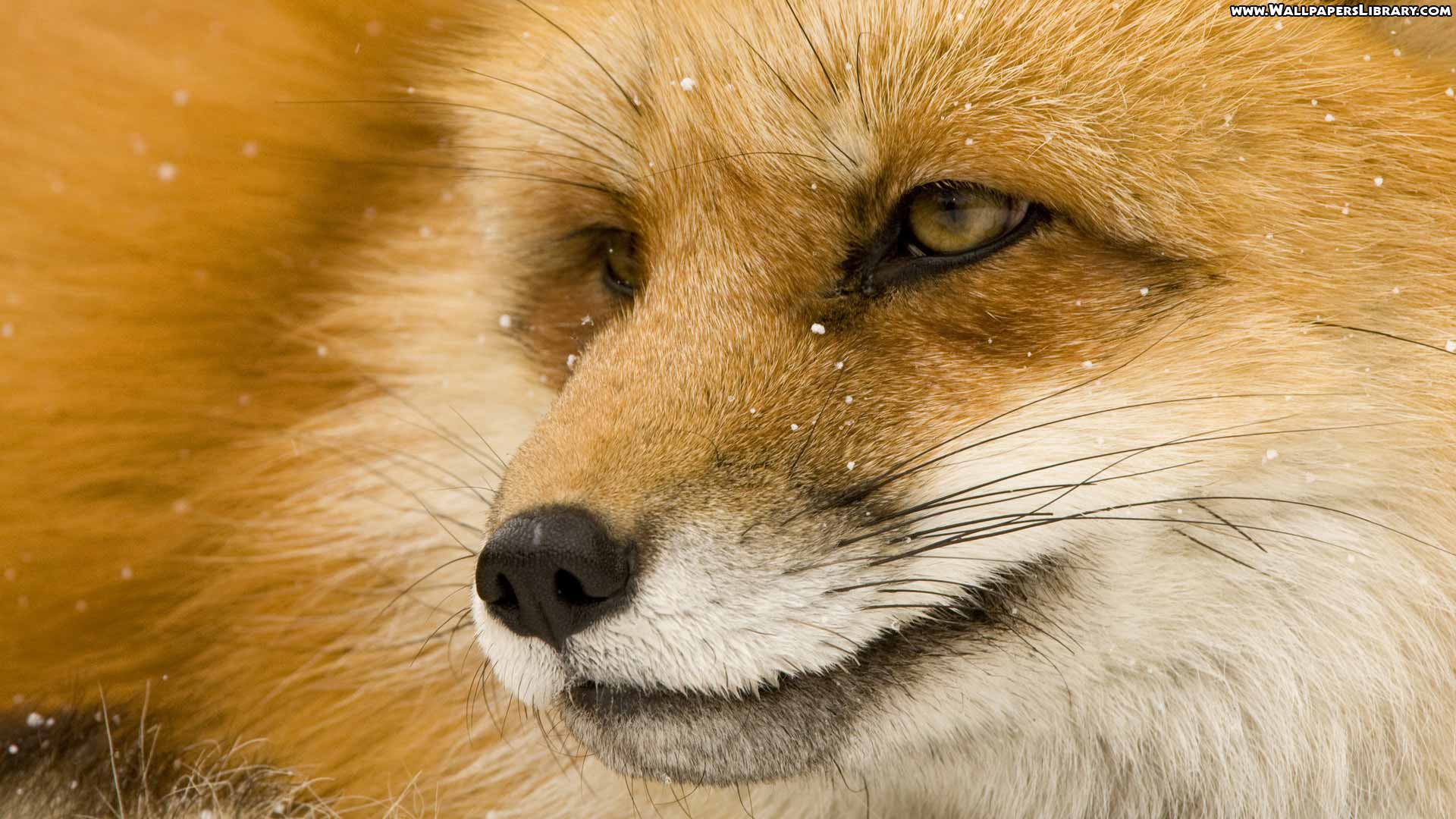 Some cool fox wallpaper