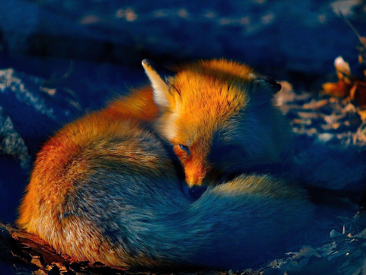 Fox Wallpaper and Background Imagex960