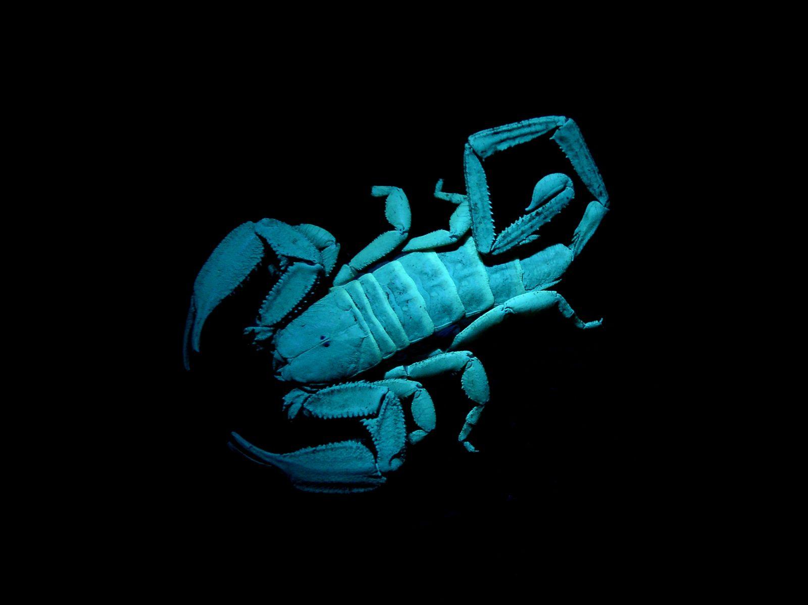 Are You a Scorpion Hunter? the Quiz