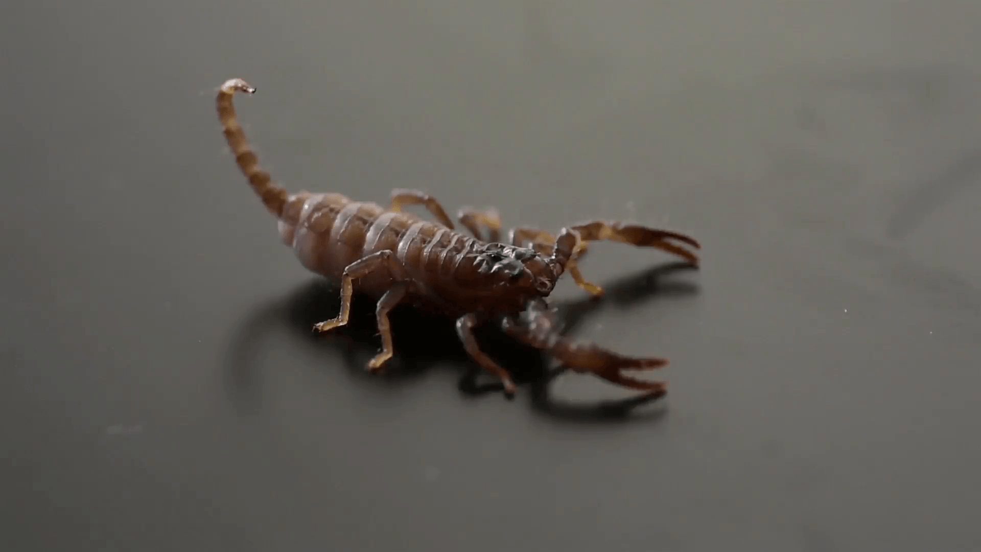 Baby Scorpion on Black Background Stock Video Footage