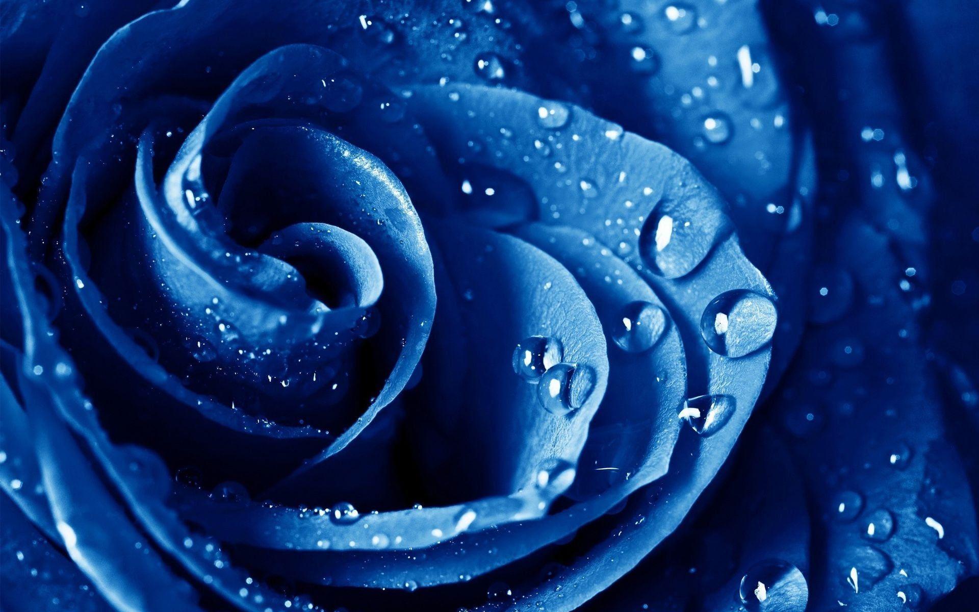 Blue Rose wallpaper HD free Download