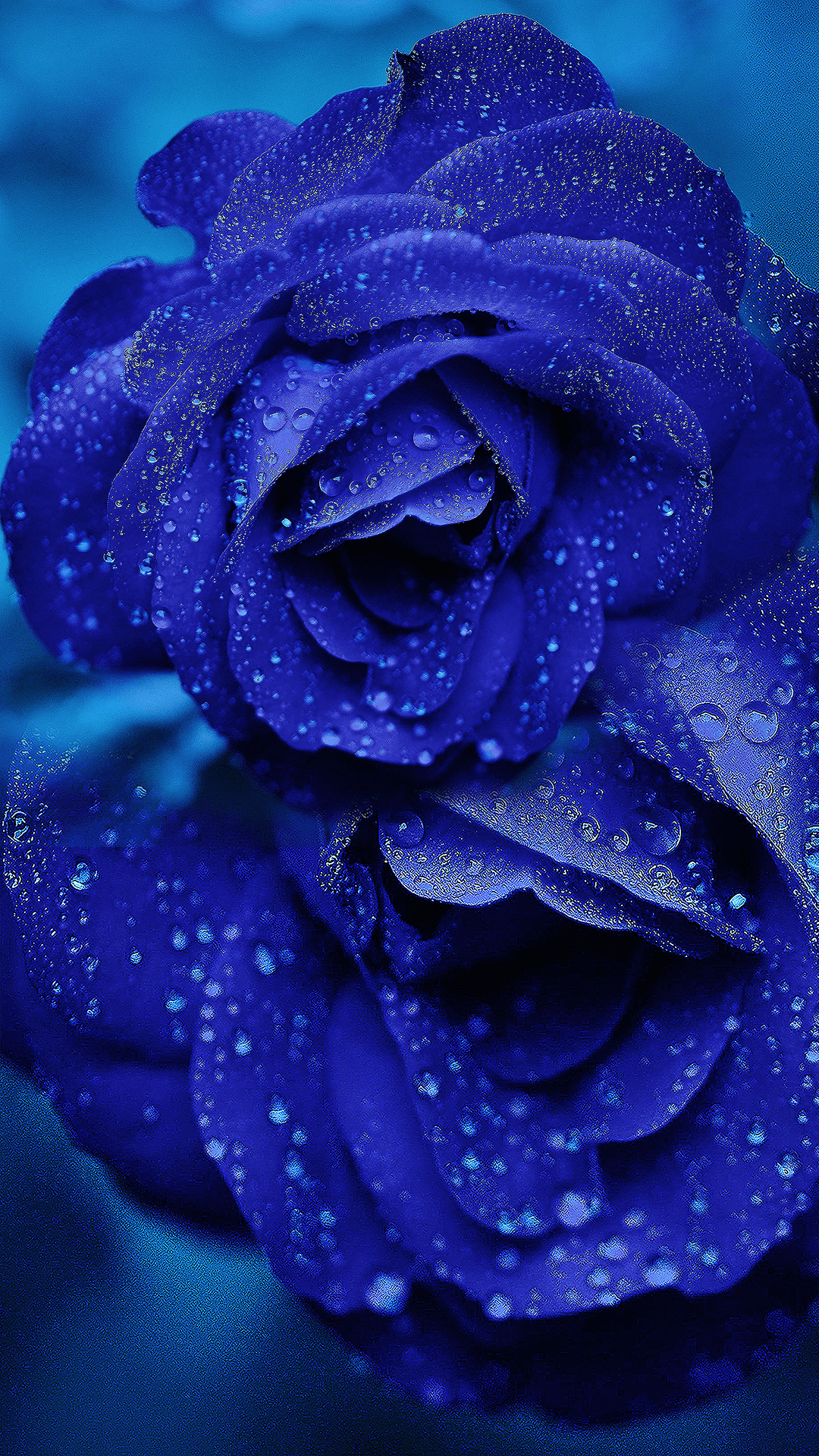 Ultra HD Blue Rose Wallpaper Collection For All Your Devices