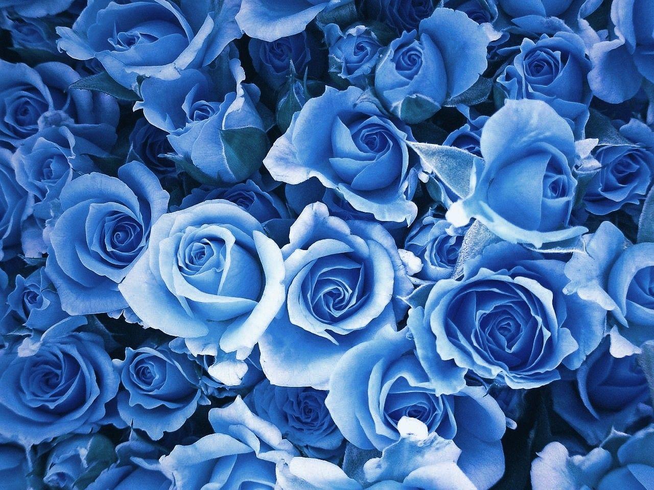 Blue roses wallpaper Gallery