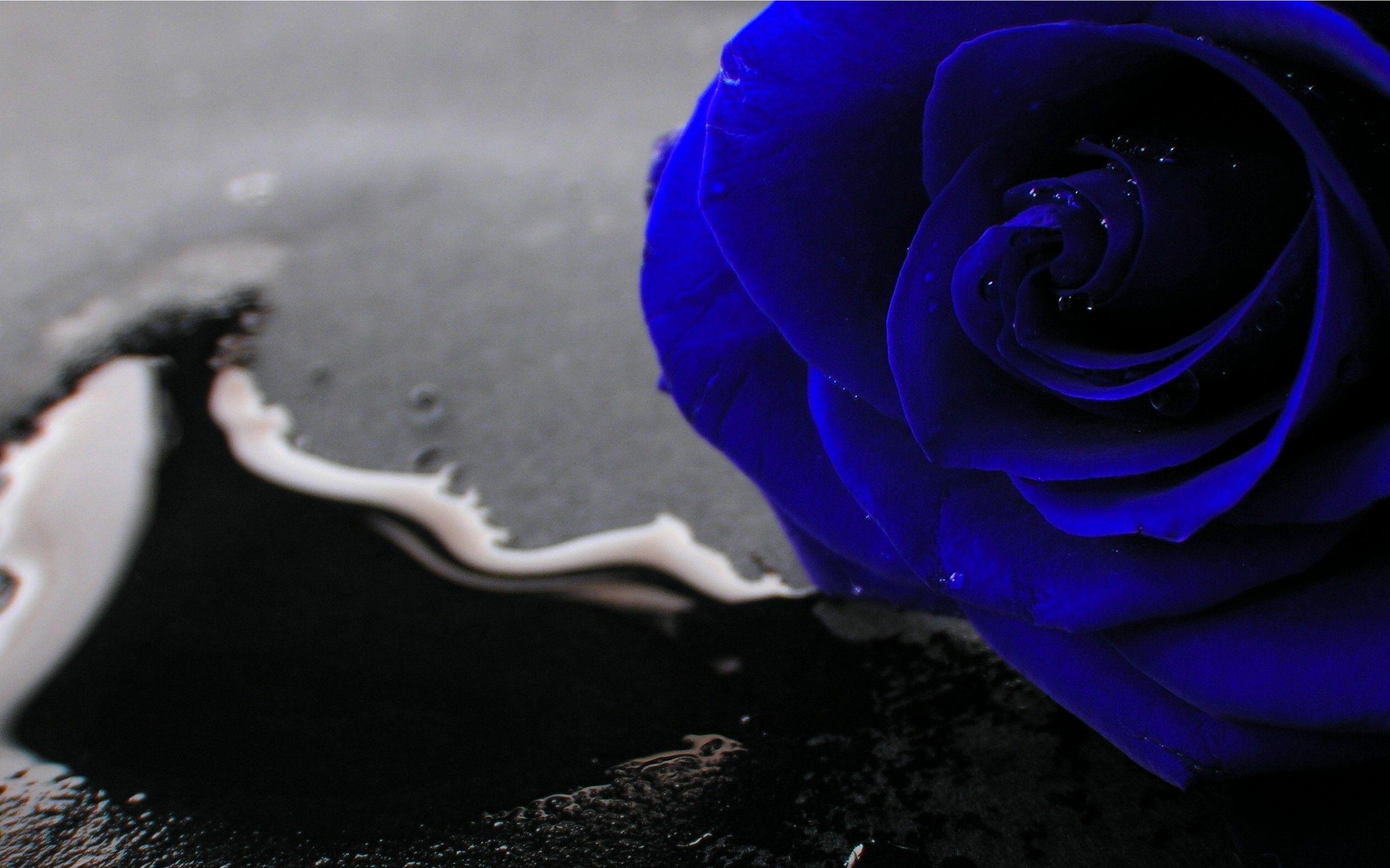 Blue Rose Wallpaper background picture
