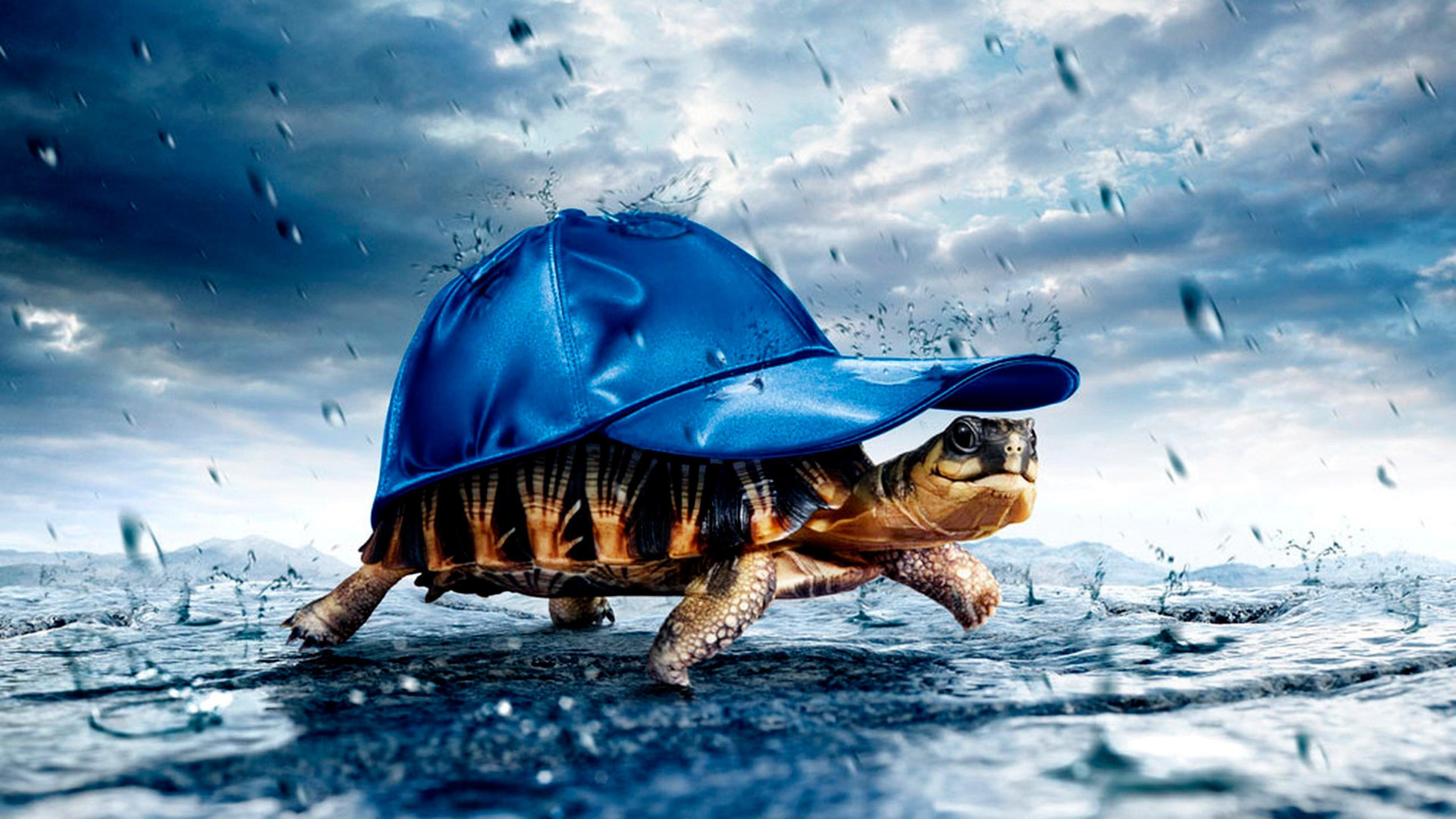 Funny Turtle 3D HD Wallpaper Desktop Wallpaper. MoshLab