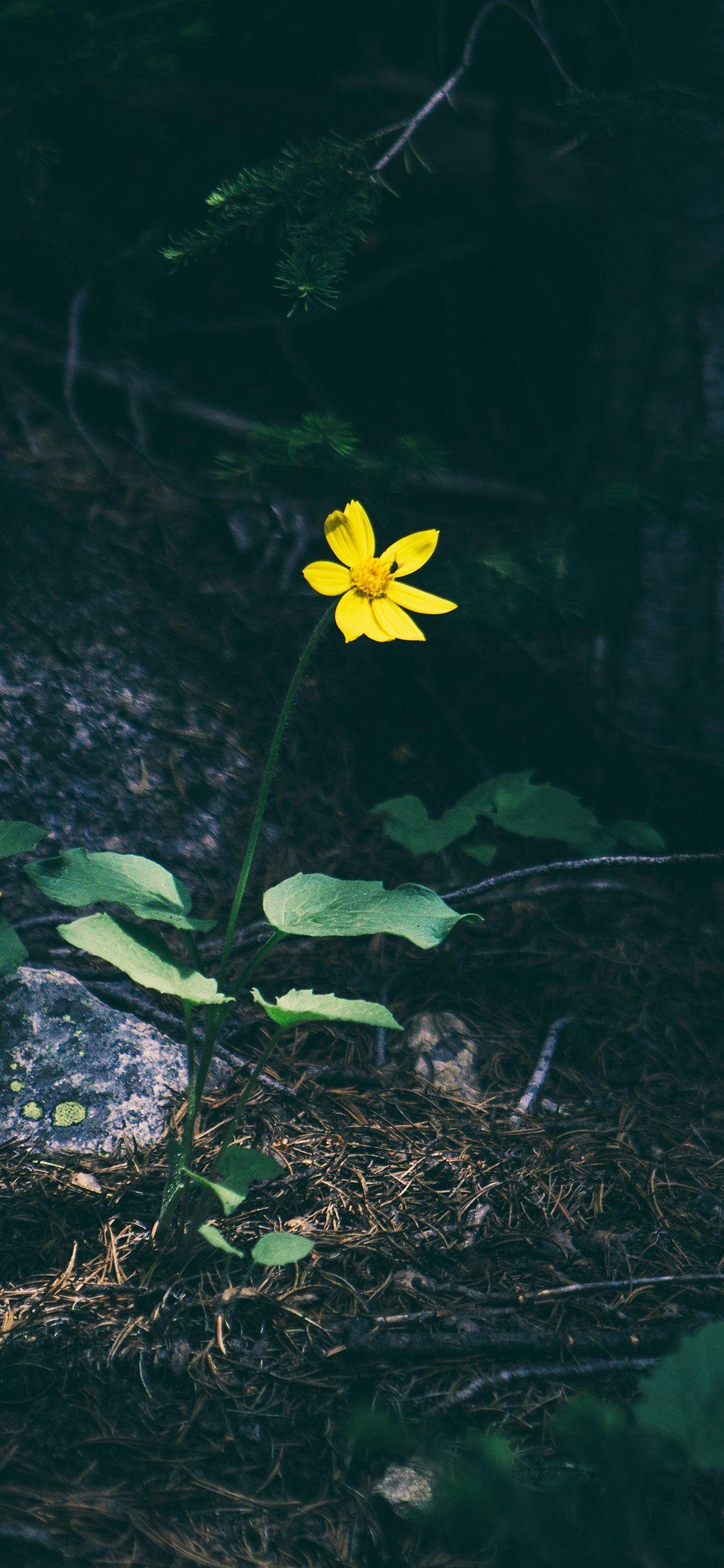 iPhone X wallpaper. flower yellow forest