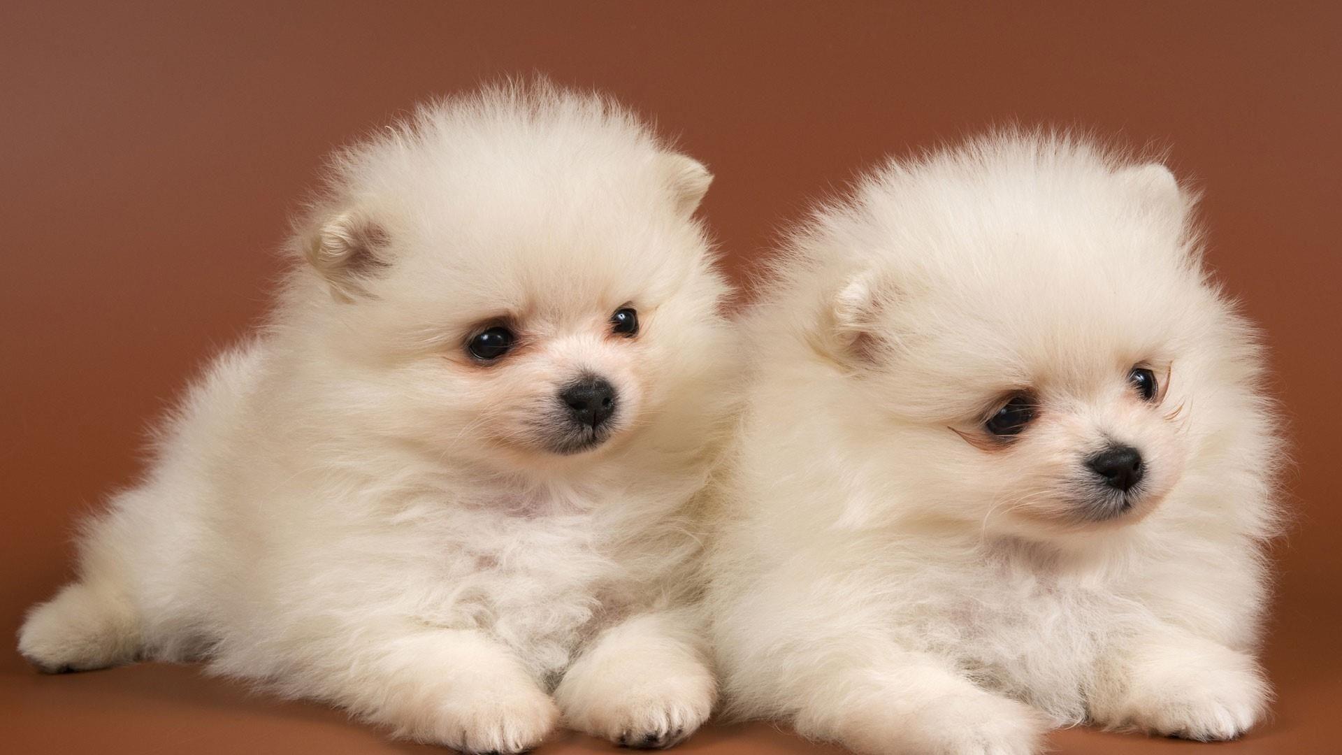 Cute Baby Dogs Wallpaper. Wallpaper Studio 10. Tens of thousands