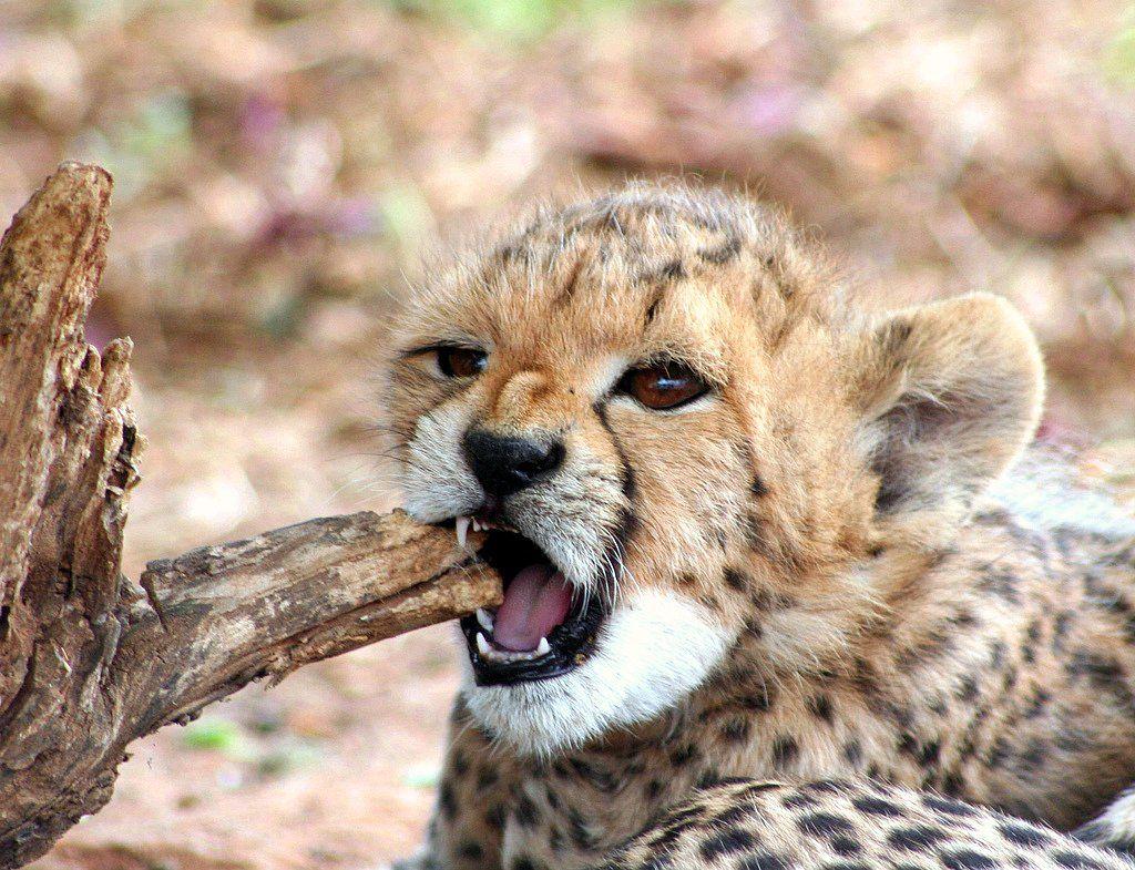 Cheetah image cheetah cub HD wallpaper and background photo