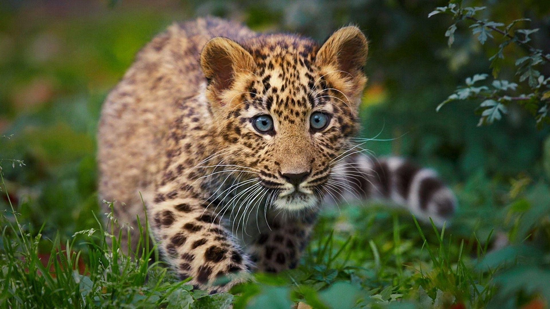 Baby Cheetah Wallpaper