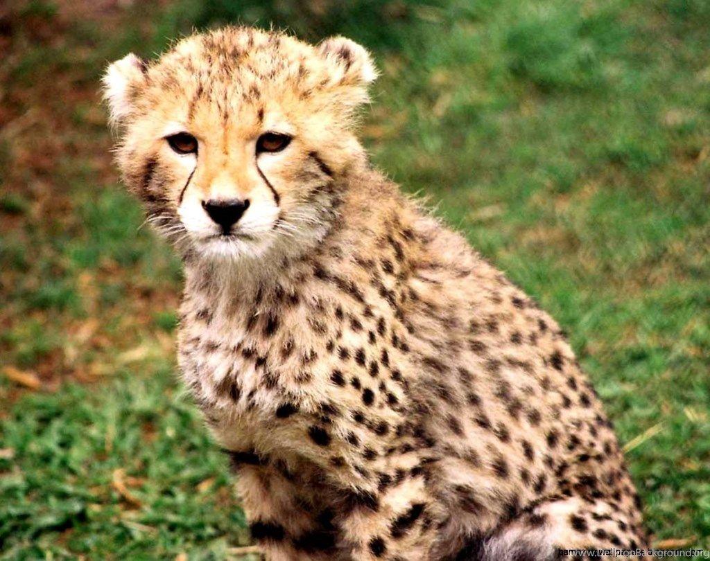 Cute Baby Cheetah Wallpaper Desktop Background