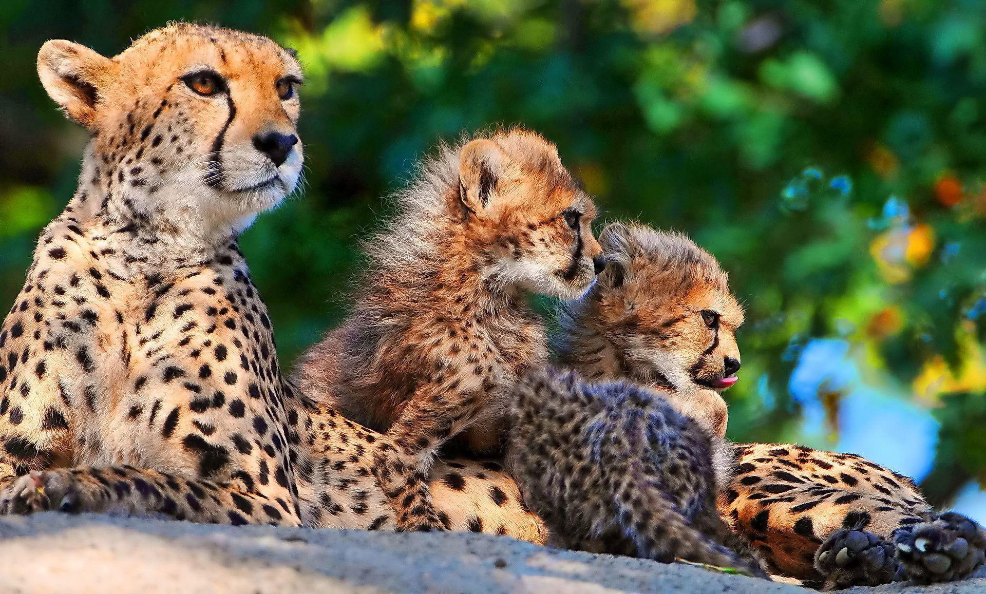 undefined Baby Cheetah Wallpaper (45 Wallpaper). Adorable