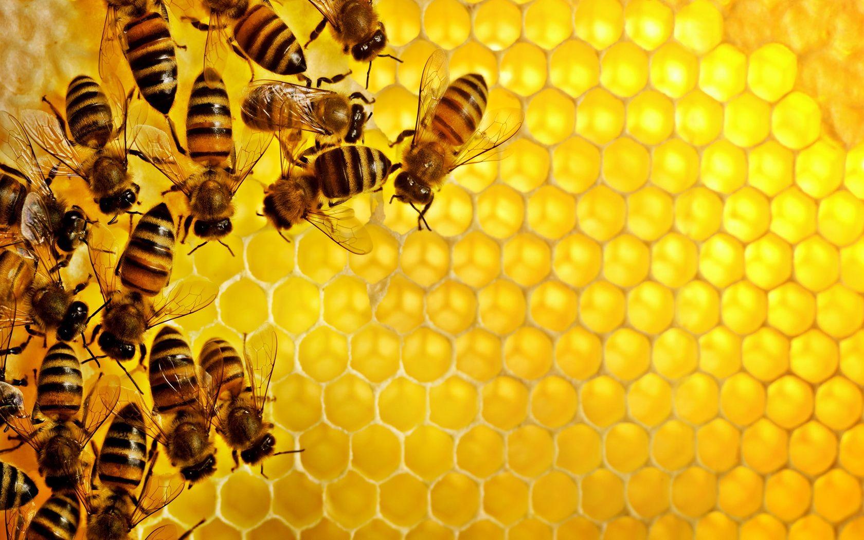 Bee Wallpaper and Background Imagex1050