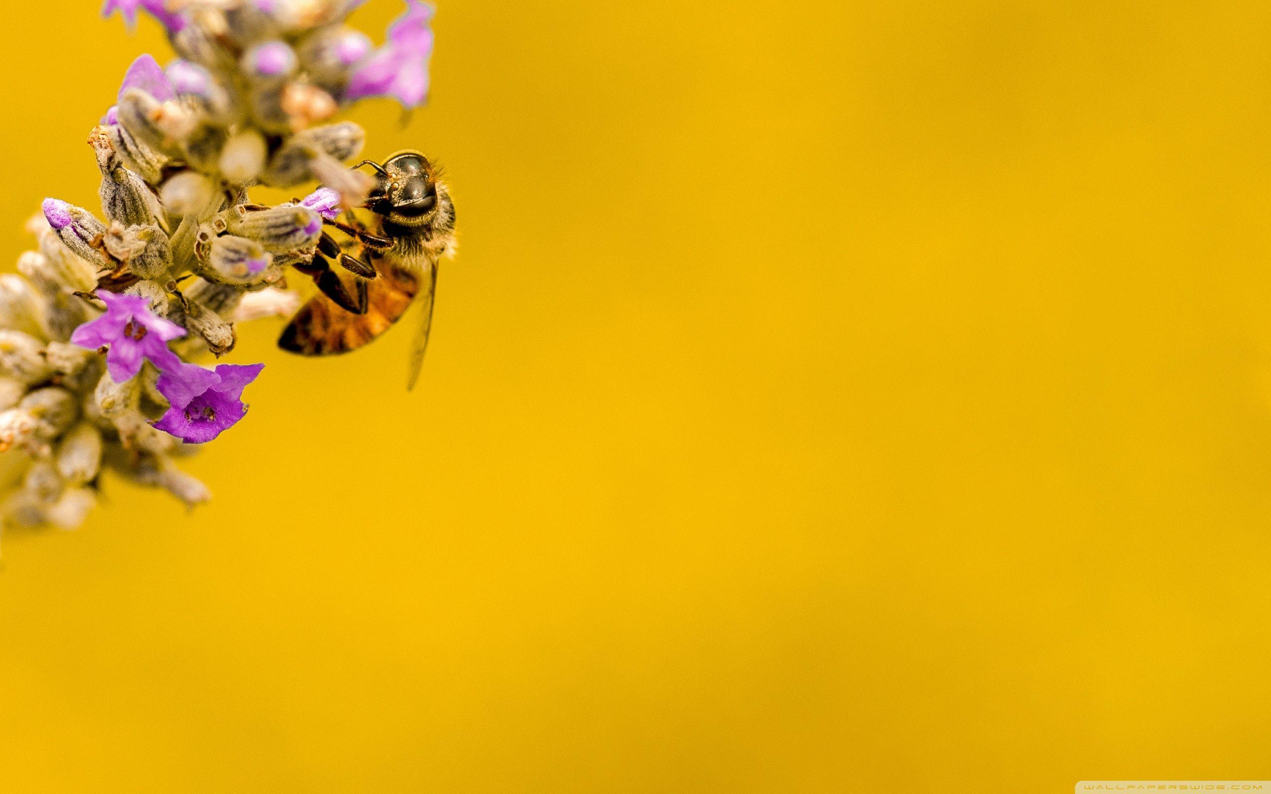 Bee, Lavender Plant, Yellow Background ❤ 4K HD Desktop Wallpaper
