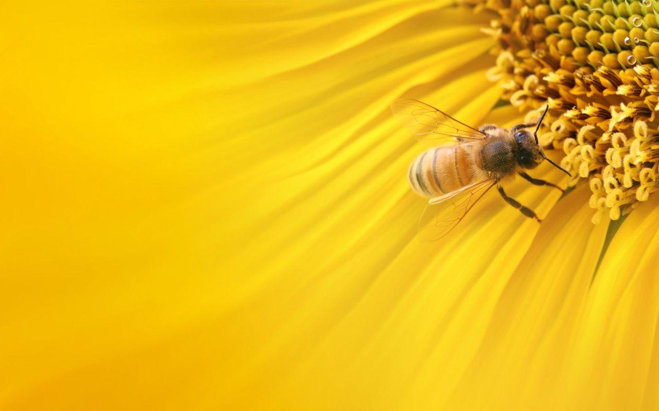 Flowers Honey Bee wallpaper (Desktop, Phone, Tablet)