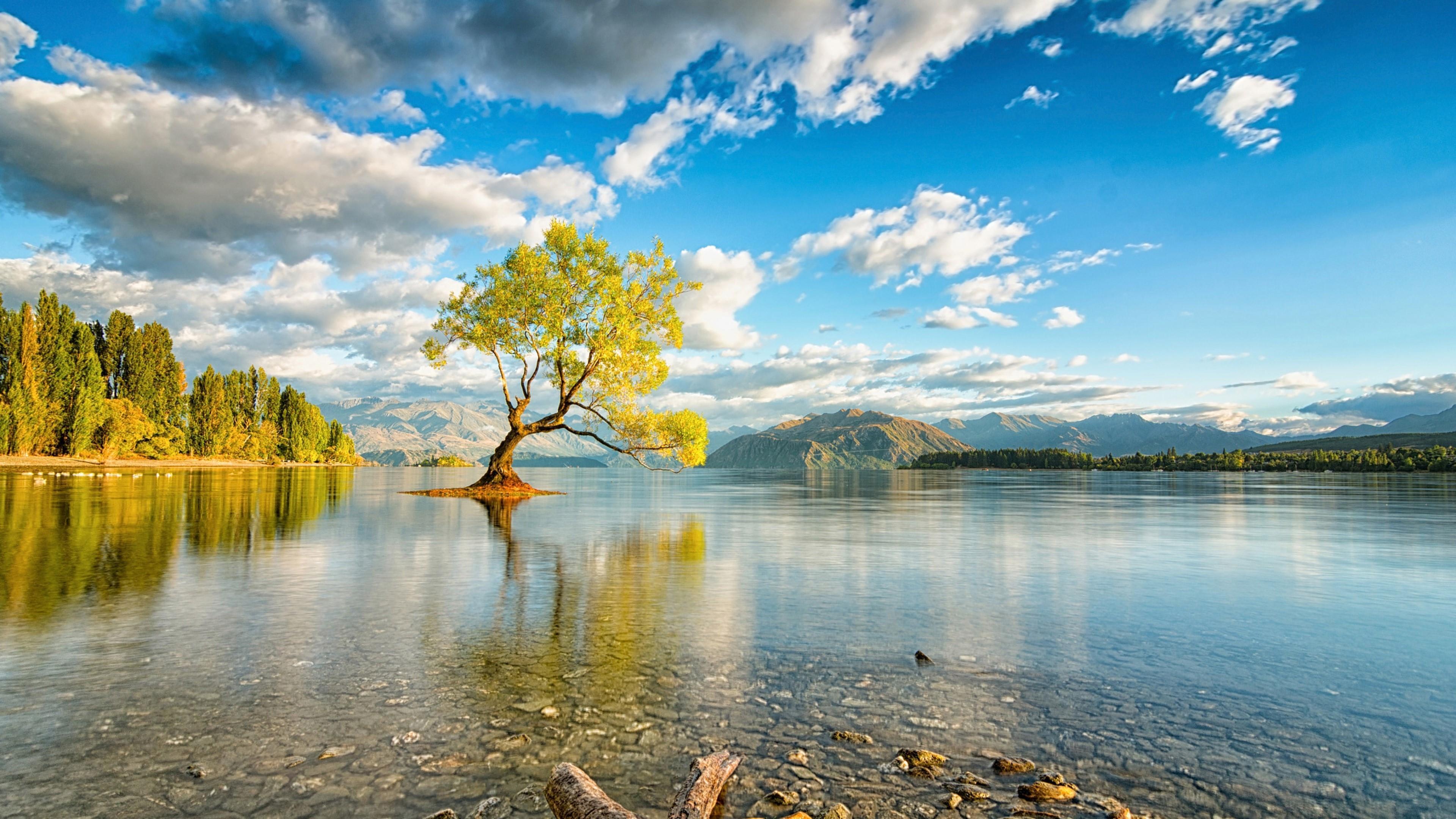Lone Tree Of Lake Wanaka Zealand Wallpaper. Wallpaper Studio