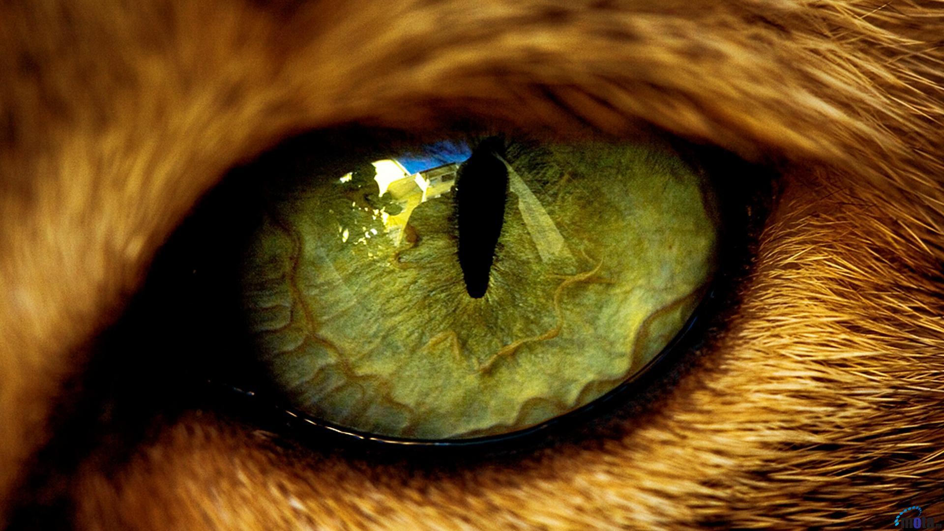 Animals & Birds The Eye of Lion wallpaper Desktop, Phone, Tablet