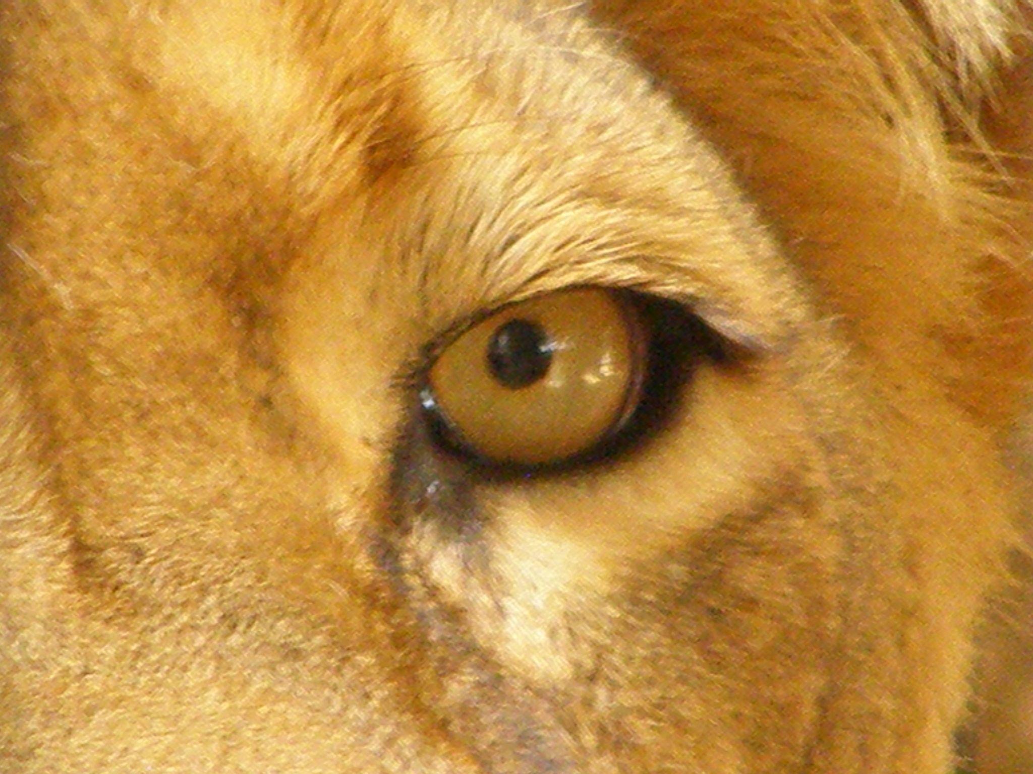 Angry Lion Eyes Wallpaper background picture