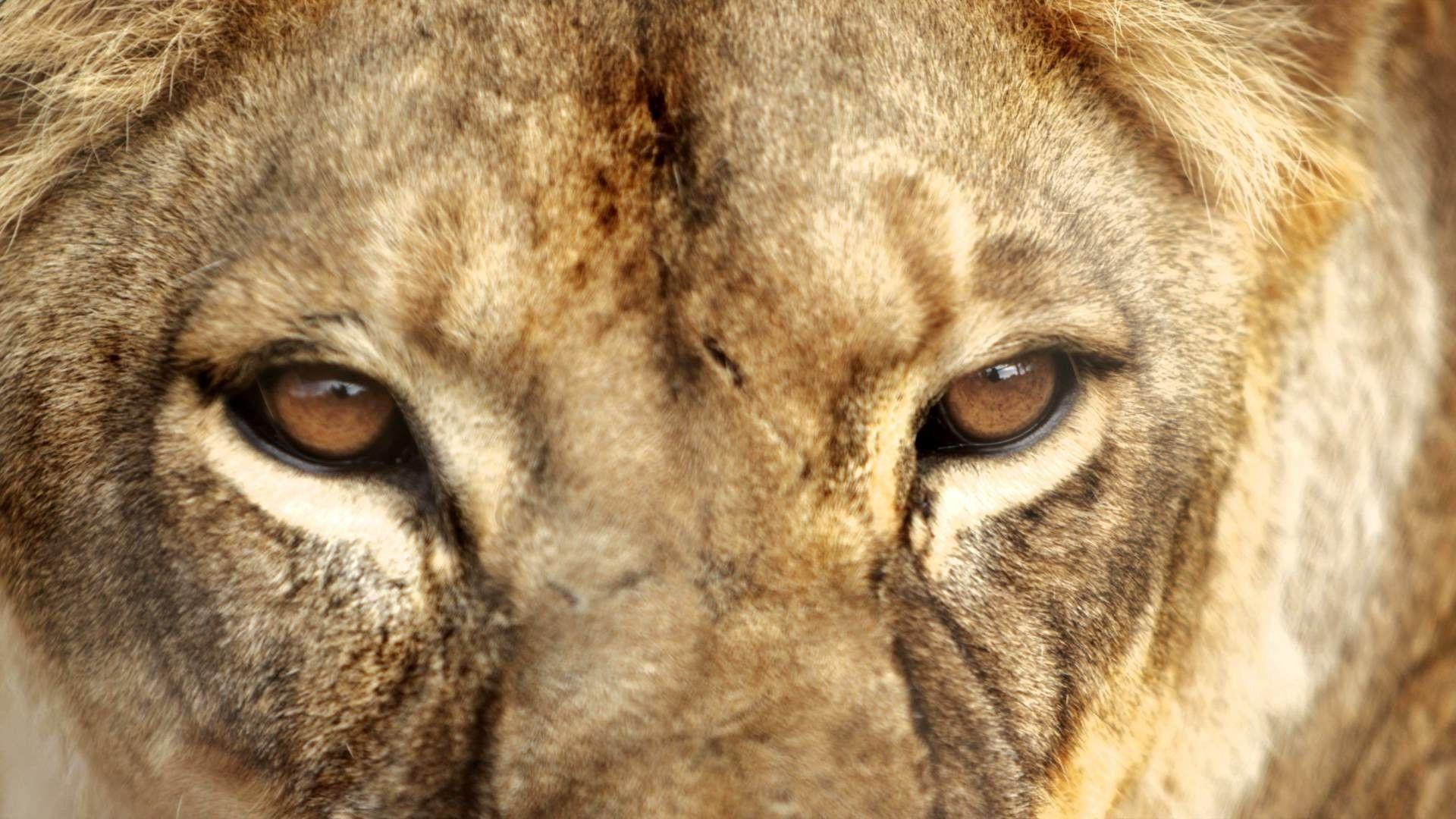 Angry Lion Eyes Wallpaper background picture