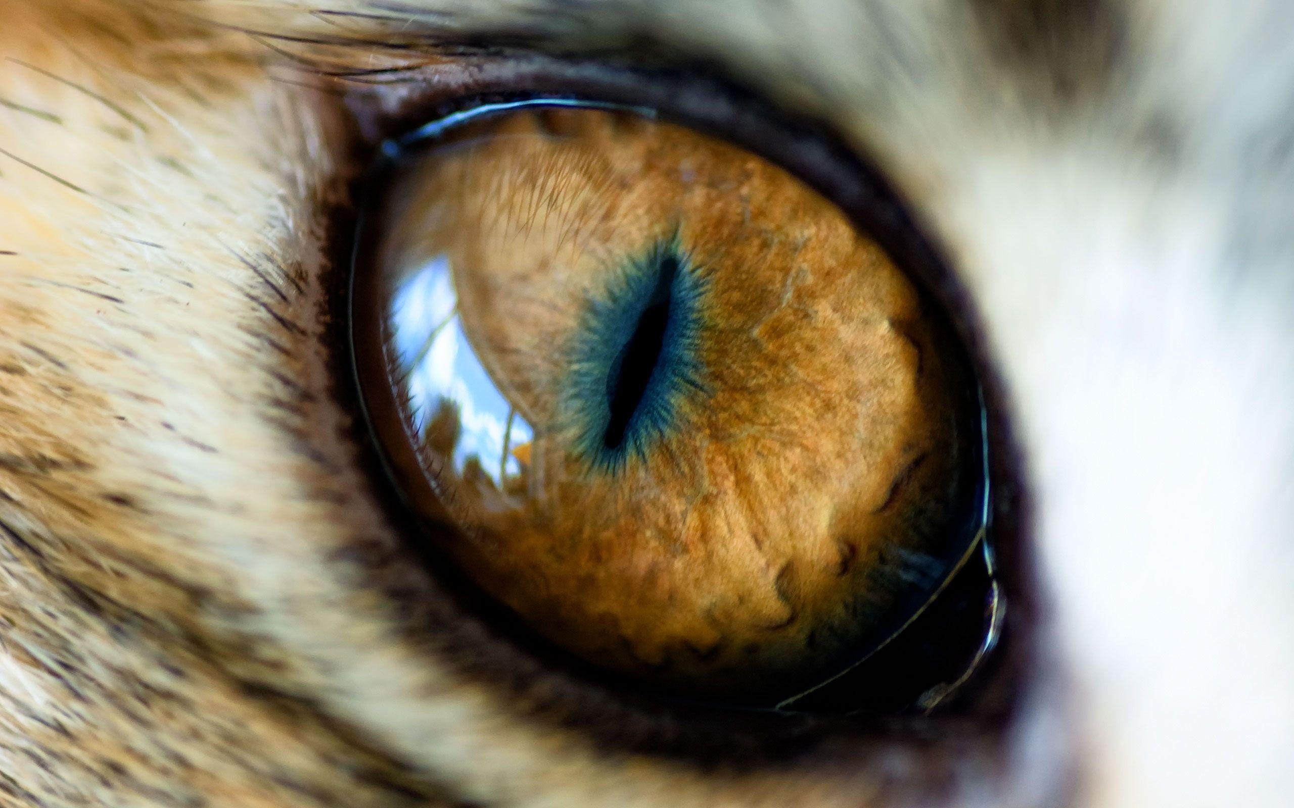 Tiger Eyes Wallpaper HD