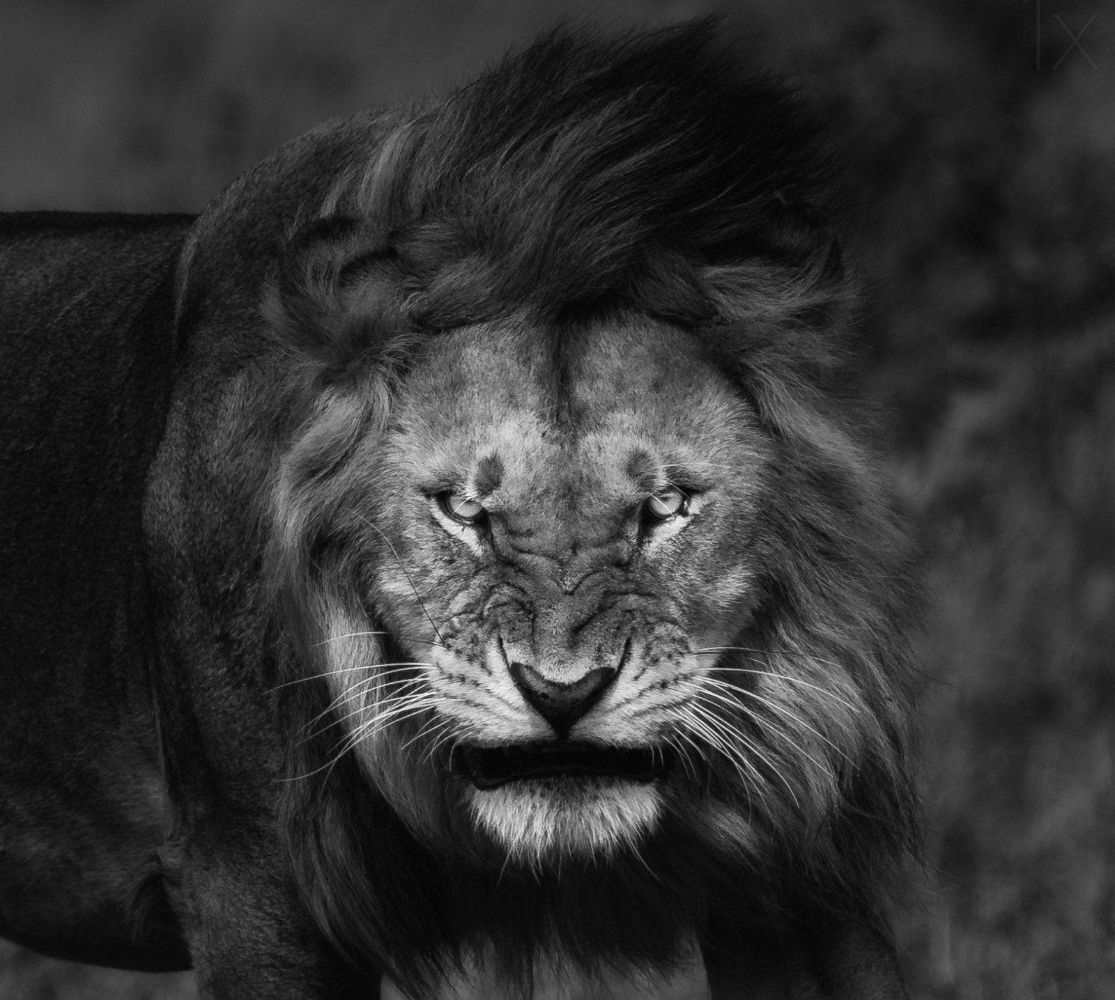 Angry Lion Expression Greyscale Wallpaper and Free Stock