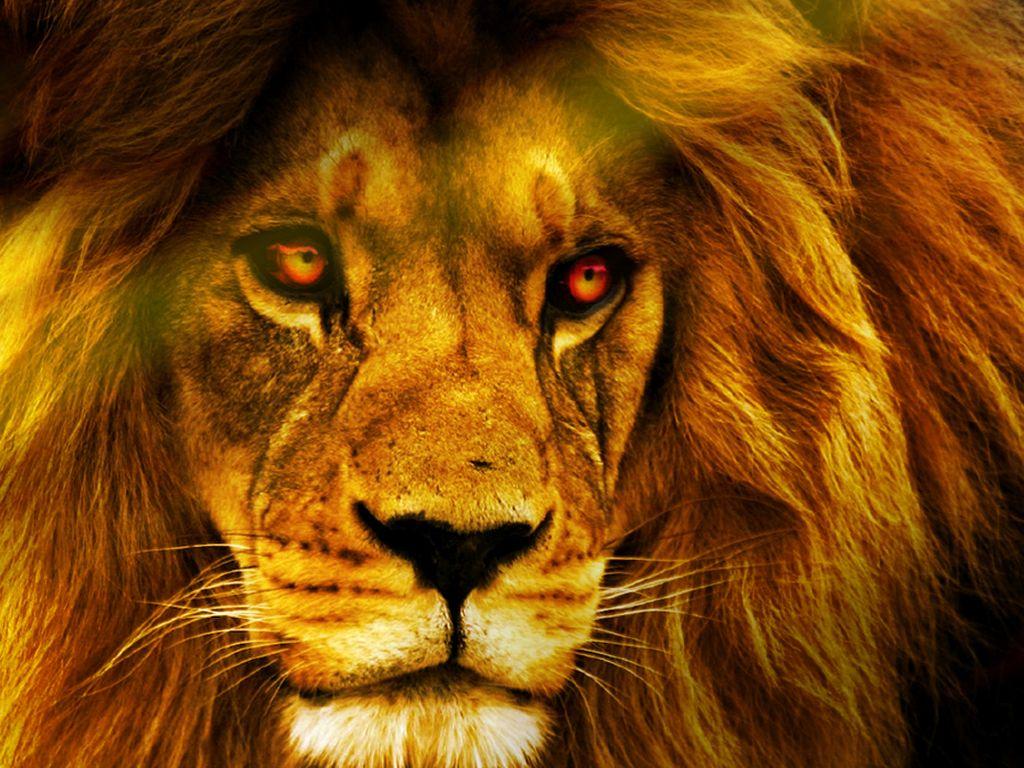 Lion HD Wallpaper 24