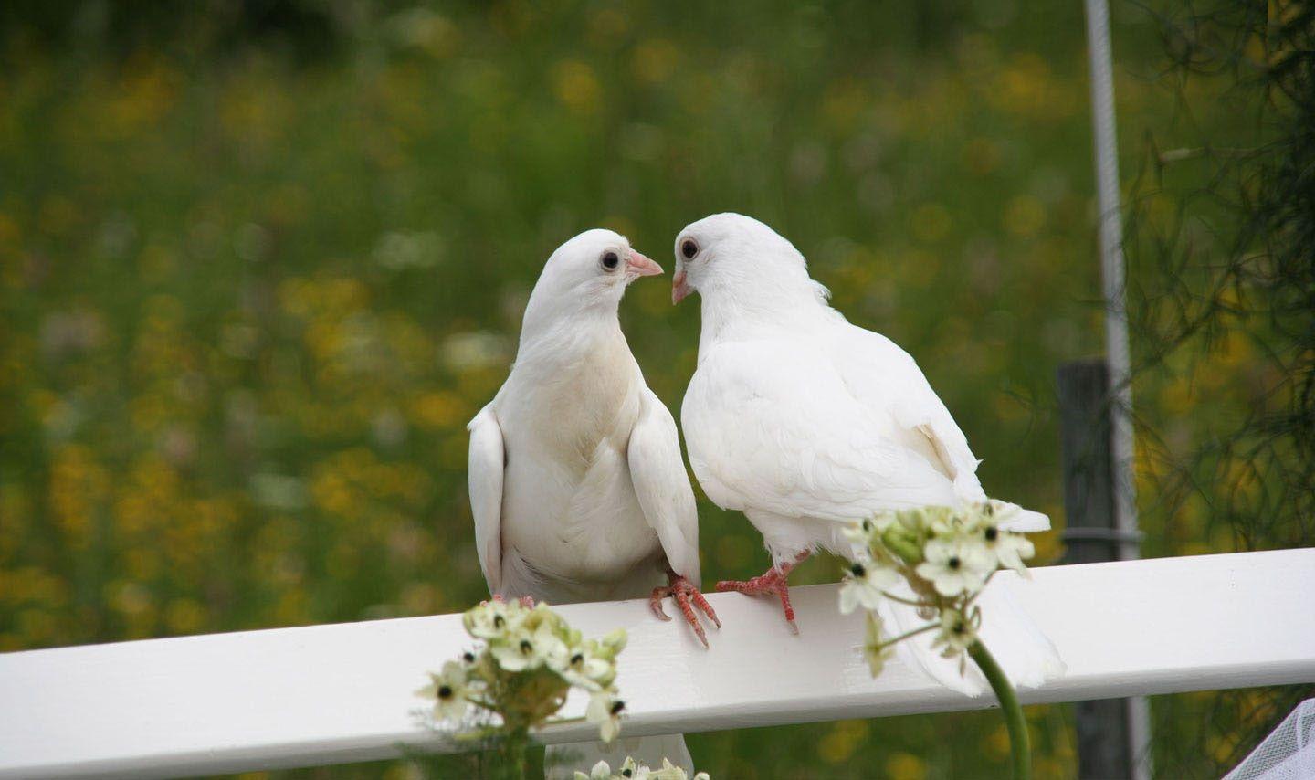 Cute White Pigeons Image New HD Picture Downloads