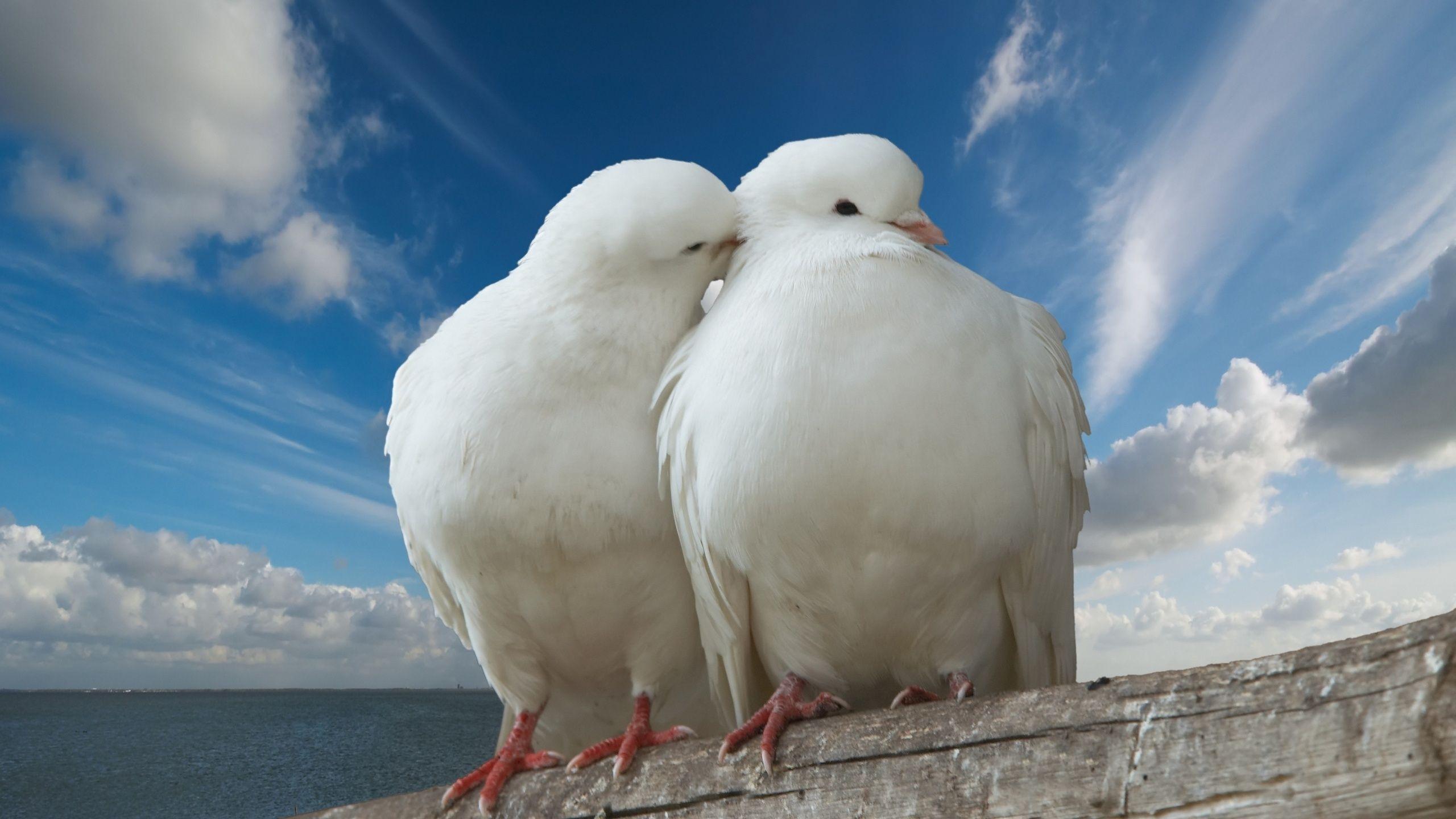 Pigeons in Love