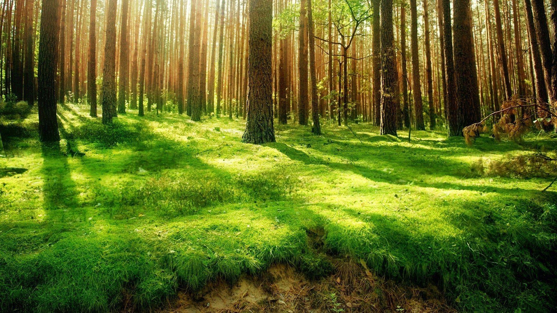 Golden Dawn Grass Sunlight Trees forest Background Picture