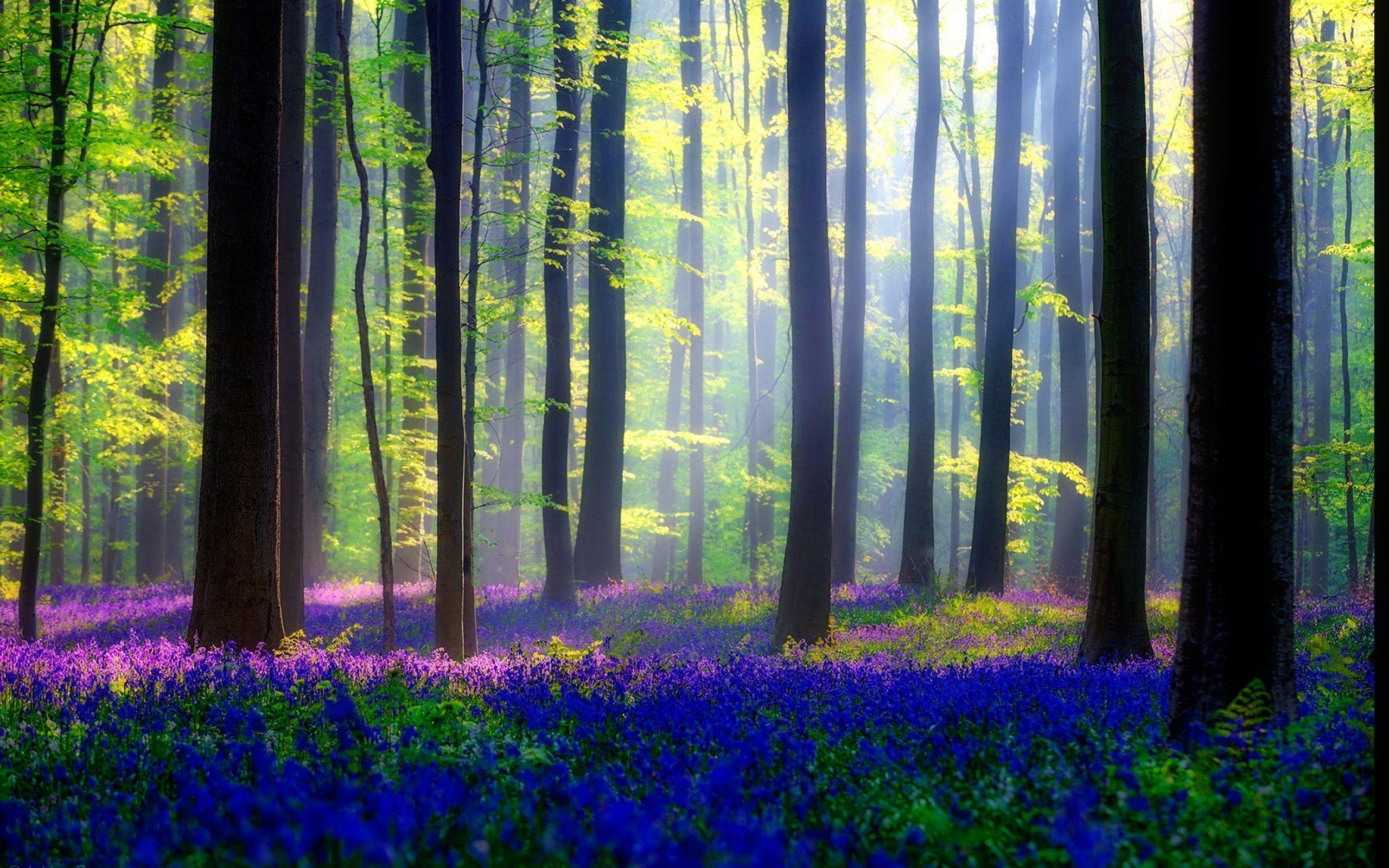 Forests: Lovely Summer Beautiful Forest Trees Rays Flowers Glow