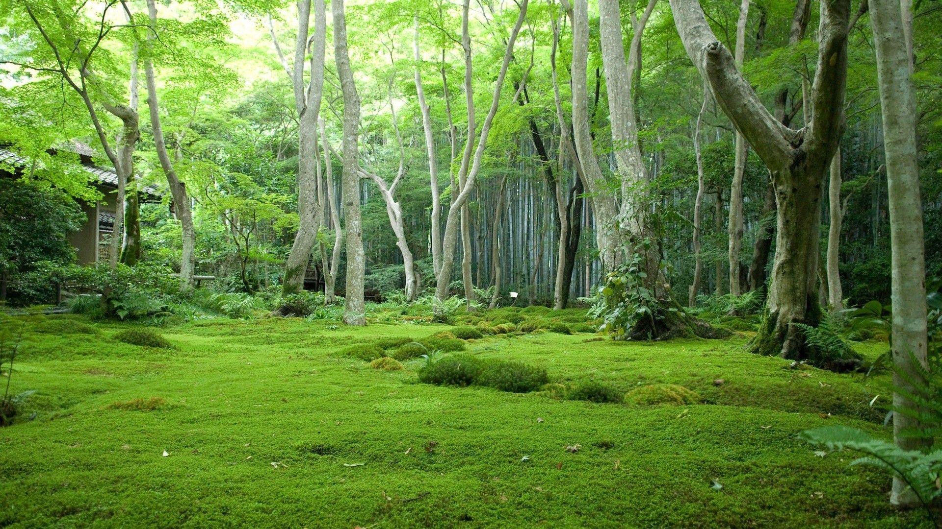Forest: Beautiful Green Nature Forests Forest Woods Wallpaper