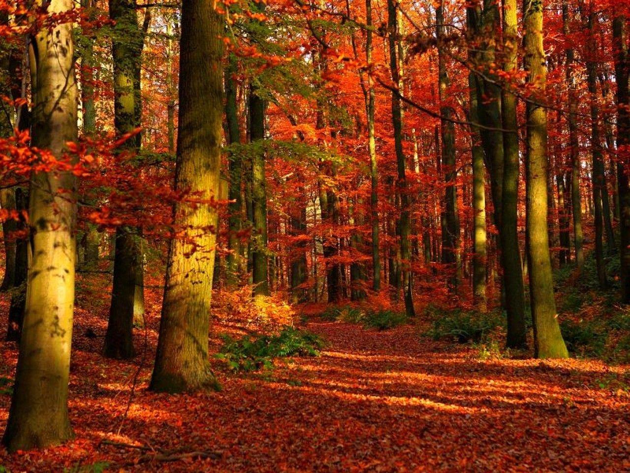 Trees Red Beautiful Forest Background HD Image Forest HD 16:9