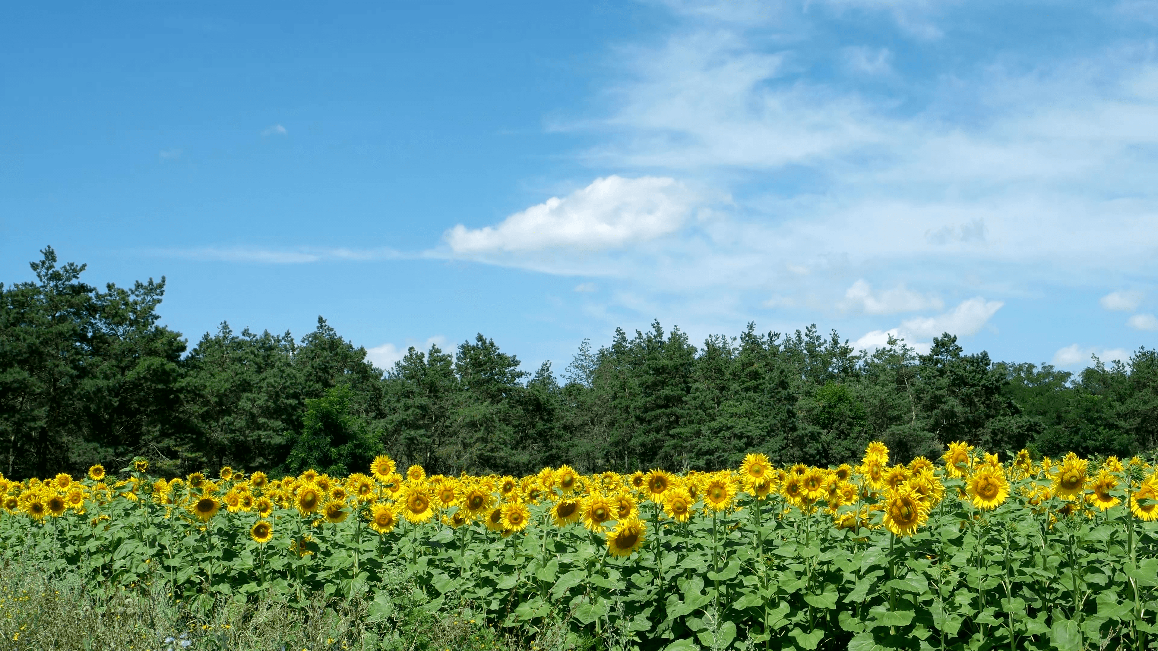 Beautiful landscape sunflower field with soft focus clouds blue sky