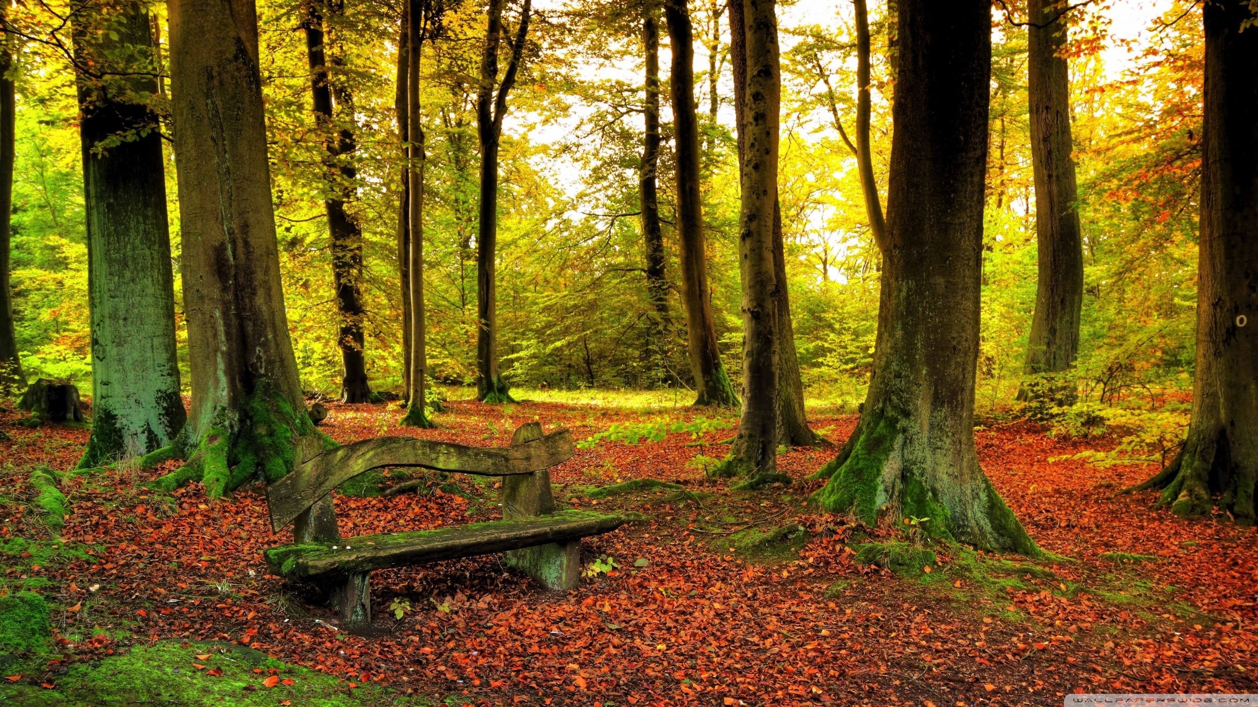 Beautiful Forest, Autumn ❤ 4K HD Desktop Wallpaper for 4K Ultra HD