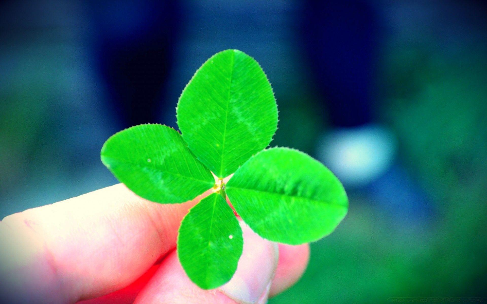 A Four Leaf Clover. Android Wallpaper For Free