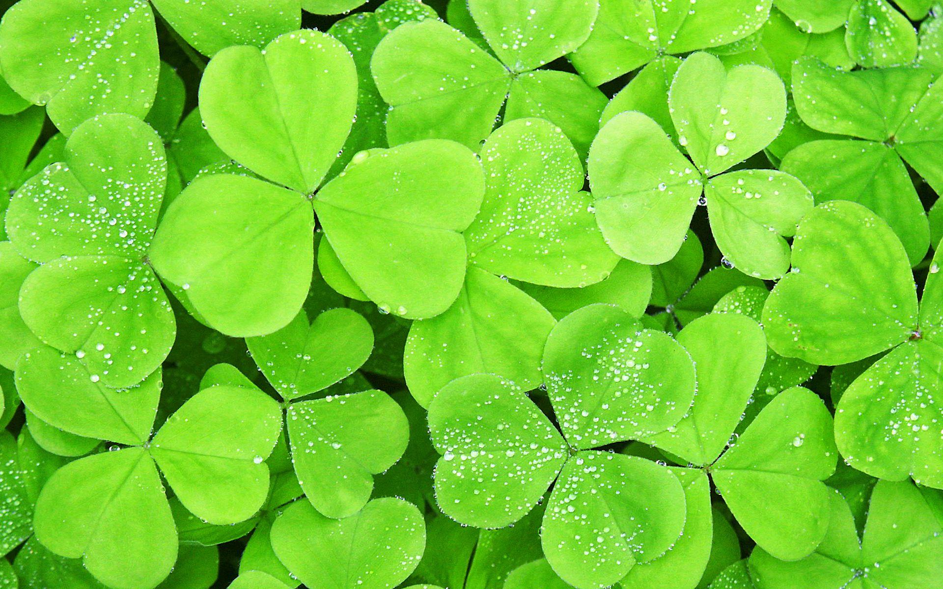 Four Leaf Clover Background