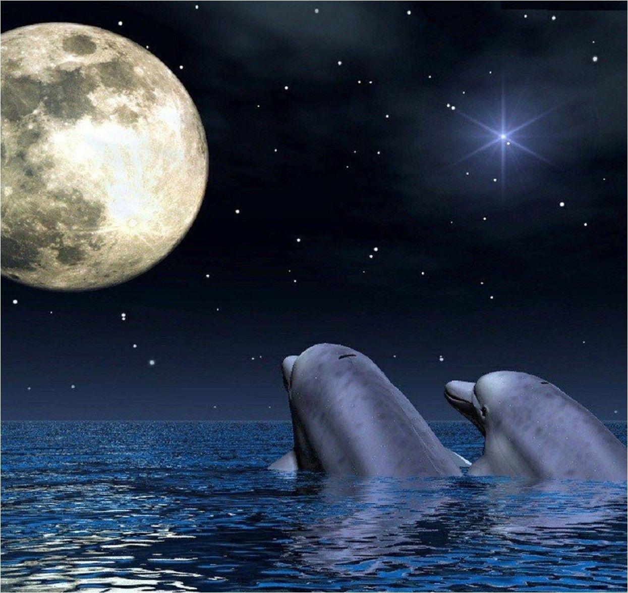 Dolphins Sea Couple Moon Lovers Night Dolphin Love Picture