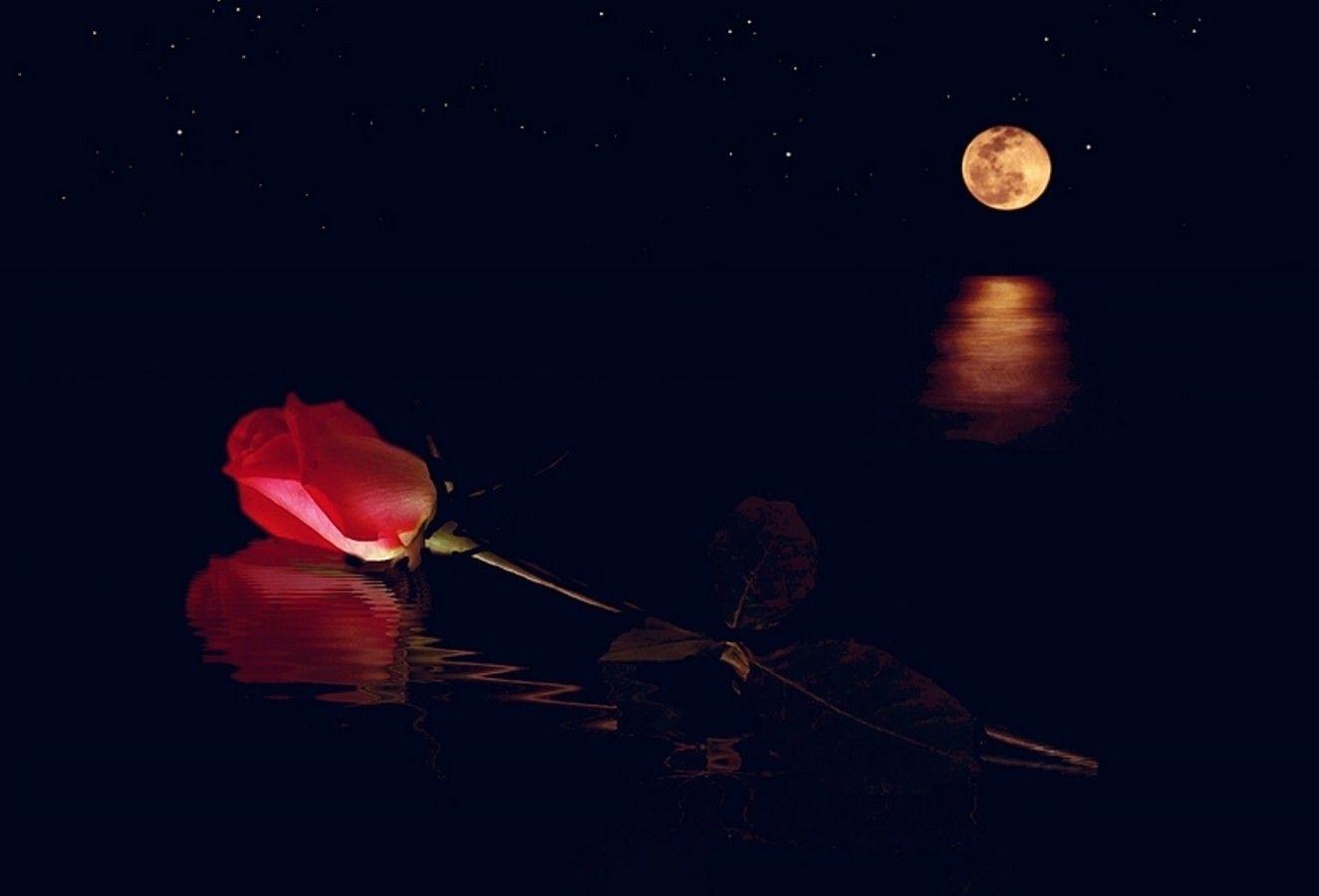 Flowers: Distant Love Water Rose Moon Flowers Awesome Wallpaper