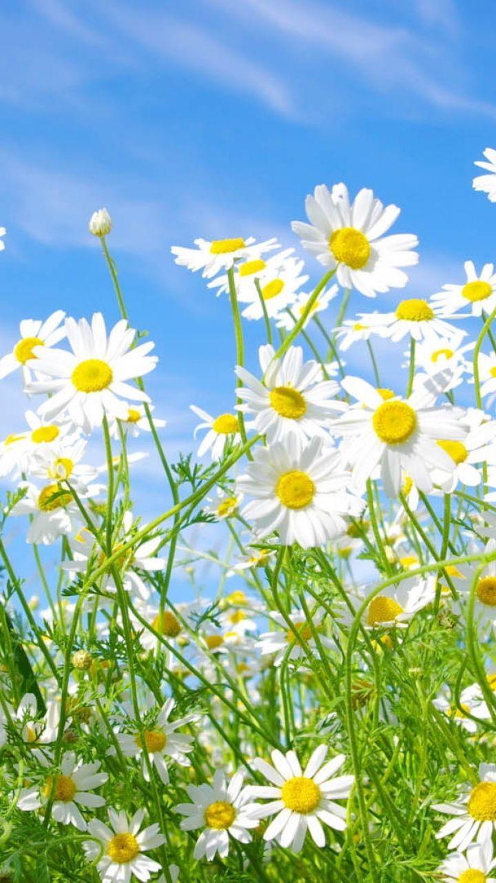 Download Wallpaper 720x1280 Flowers, Daisies, Field, Grass Samsung