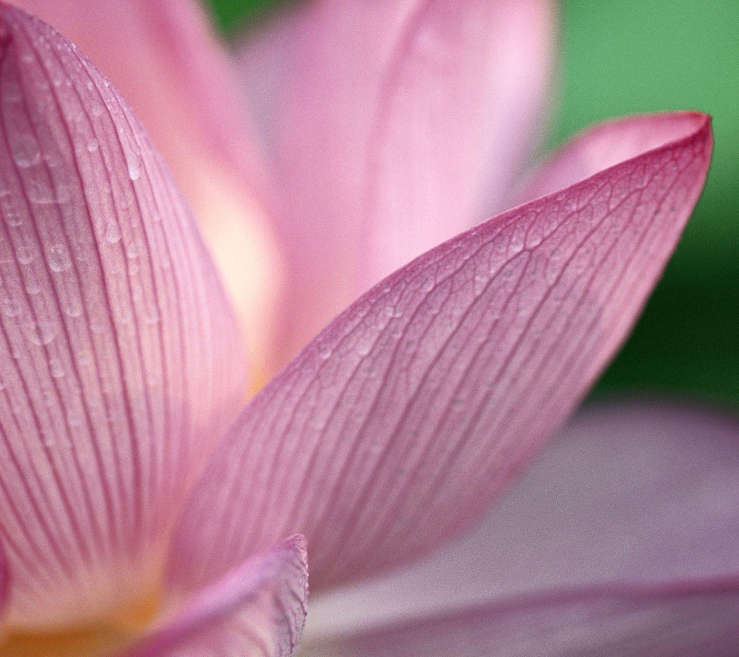 Galaxy S3 Wallpaper Lotus Flower