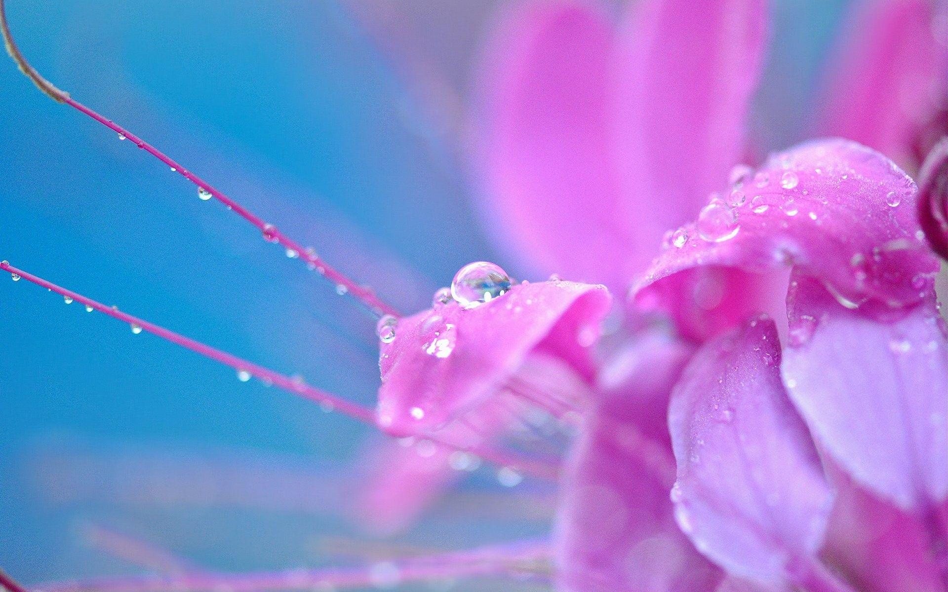 Macro Flower Pink Flowers Drop Drops Nature Wallpaper Samsung