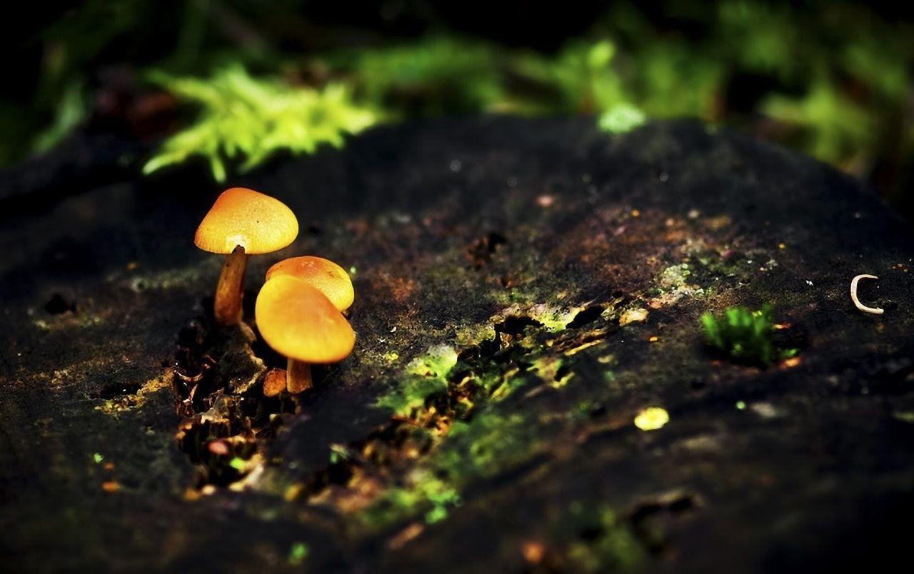 Mushrooms wallpaper. Mushrooms