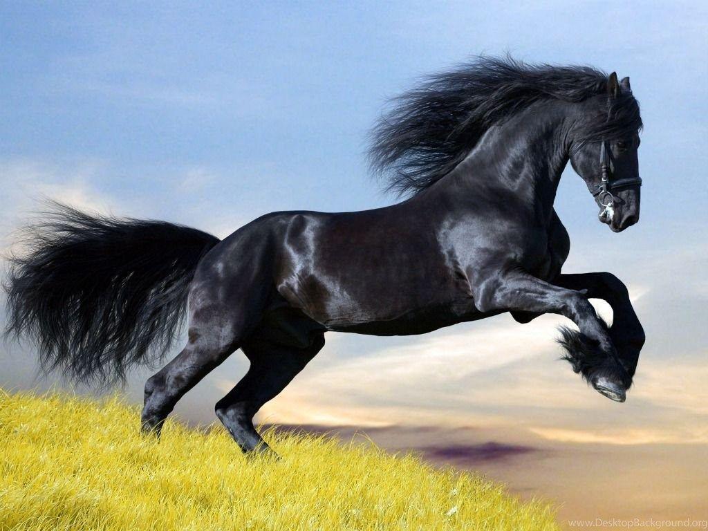 Black Horse Wallpaper Splendid Wallpaper HD Desktop Background